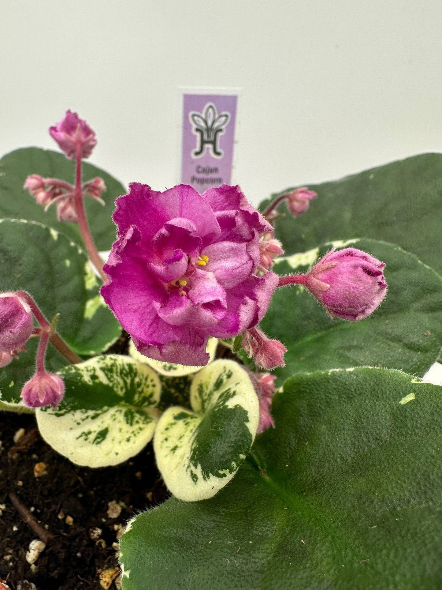 Cajun Popcorn - Live African Violet 6"