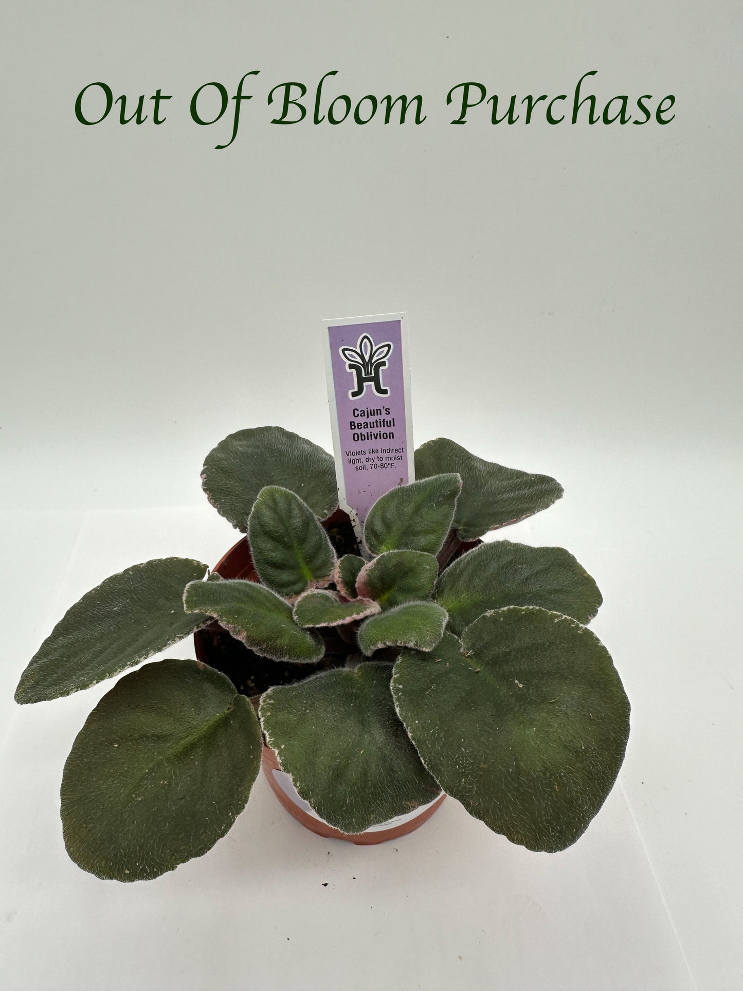 Cajun's Beautiful Oblivion - Live African Violet 4"