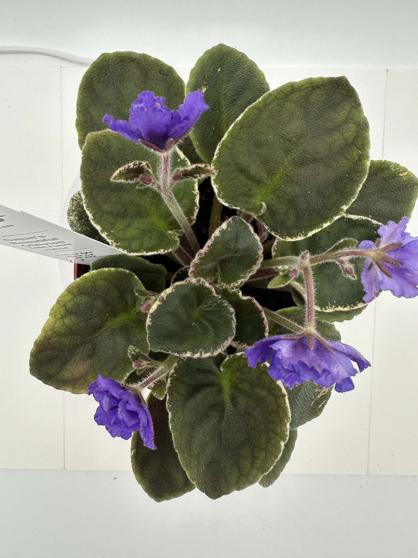 Cajun's Beautiful Oblivion - Solid Purple Hybrid - Live African Violet 4"
