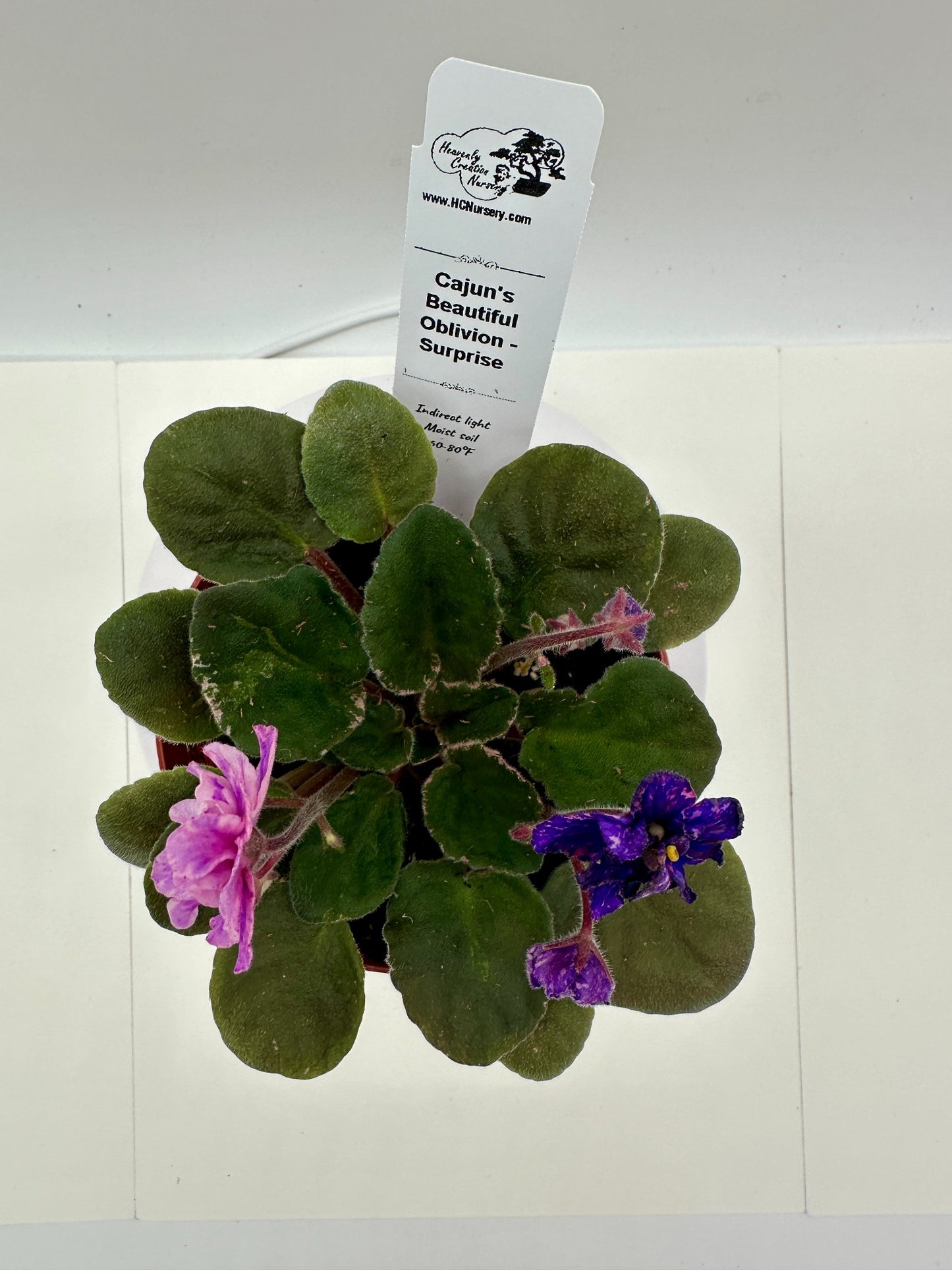 Cajun's Beautiful Oblivion - Surprise - Live African Violet 4"