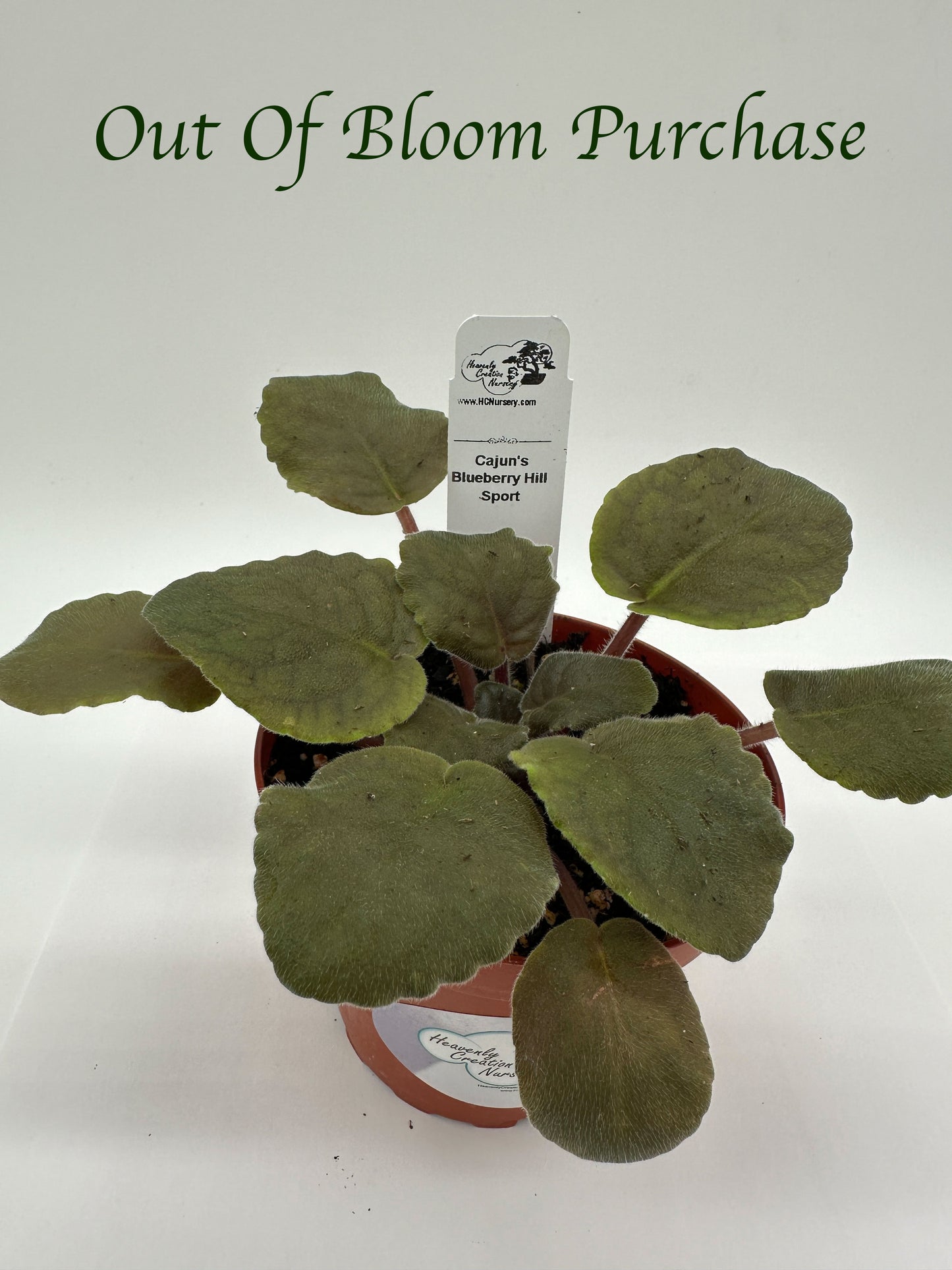 Cajun's Blueberry Hill Sport - Live African Violet 4"
