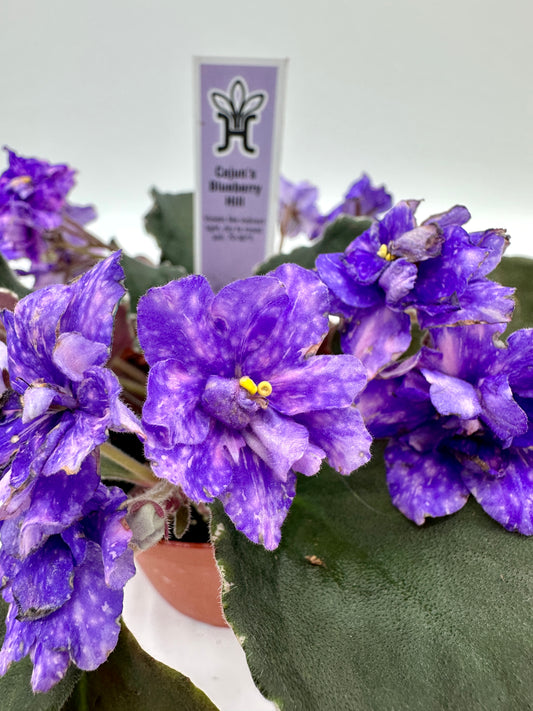 Cajun's Blueberry Hill - Live African Violet 4"
