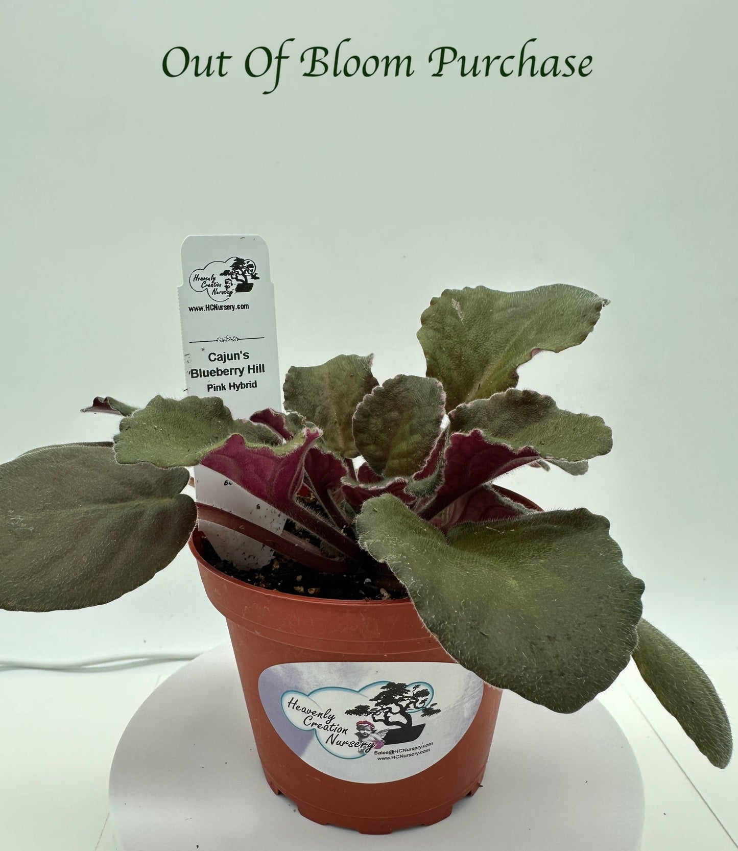 Cajun's Blueberry Hill - Pink Hybrid - Live African Violet 4"