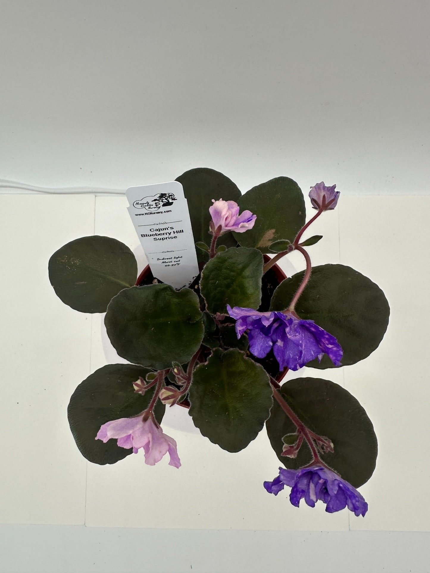 Cajun's Blueberry Hill - Surprise - Live African Violet 4"