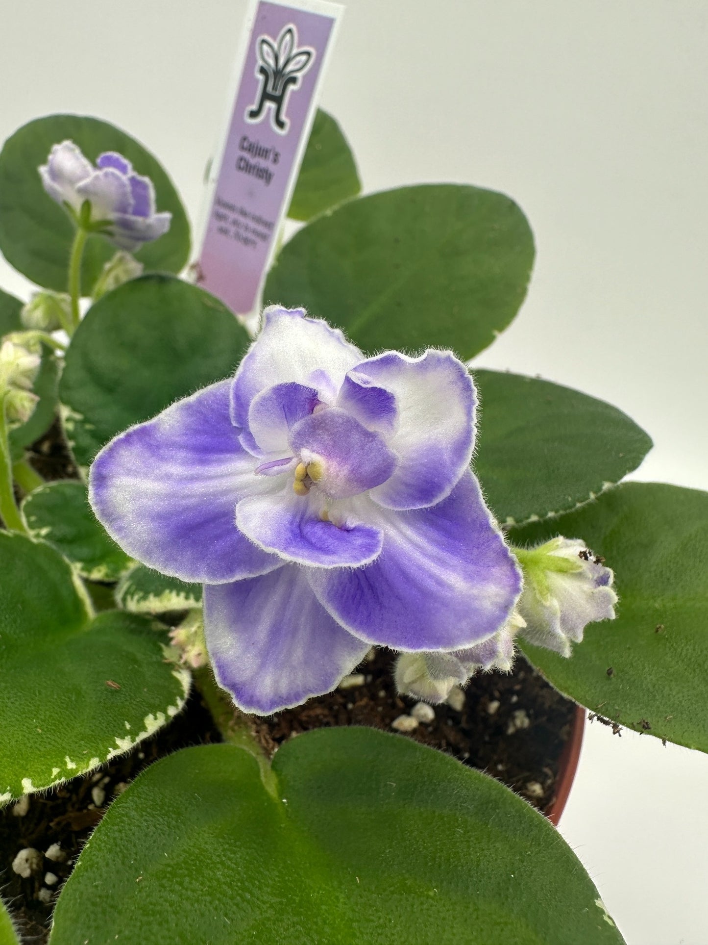 Cajun's Christy - Live African Violet 6"