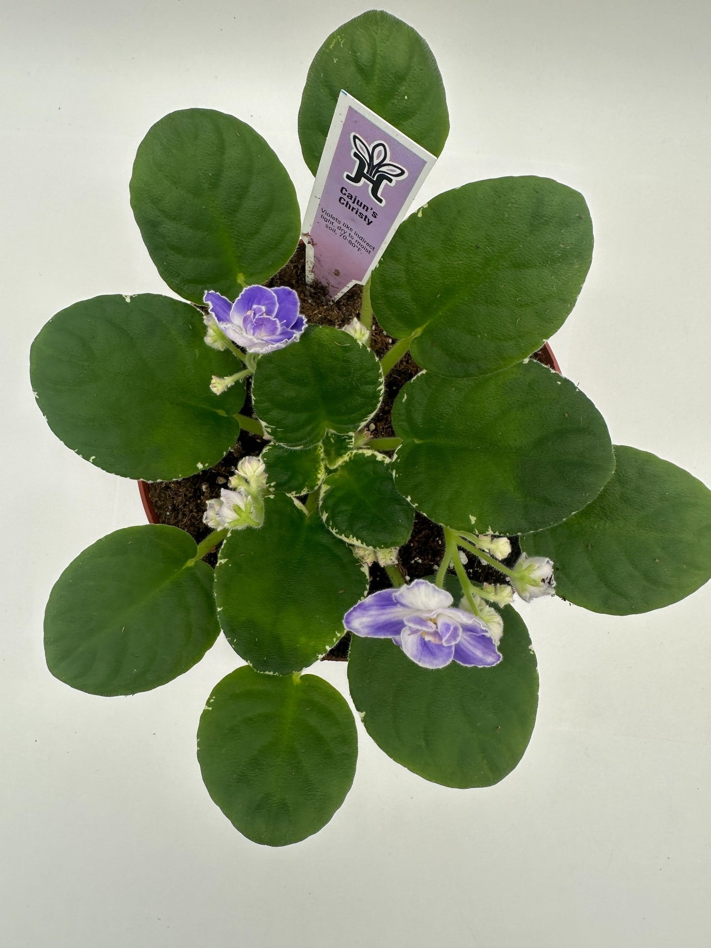 Cajun's Christy - Live African Violet 6"