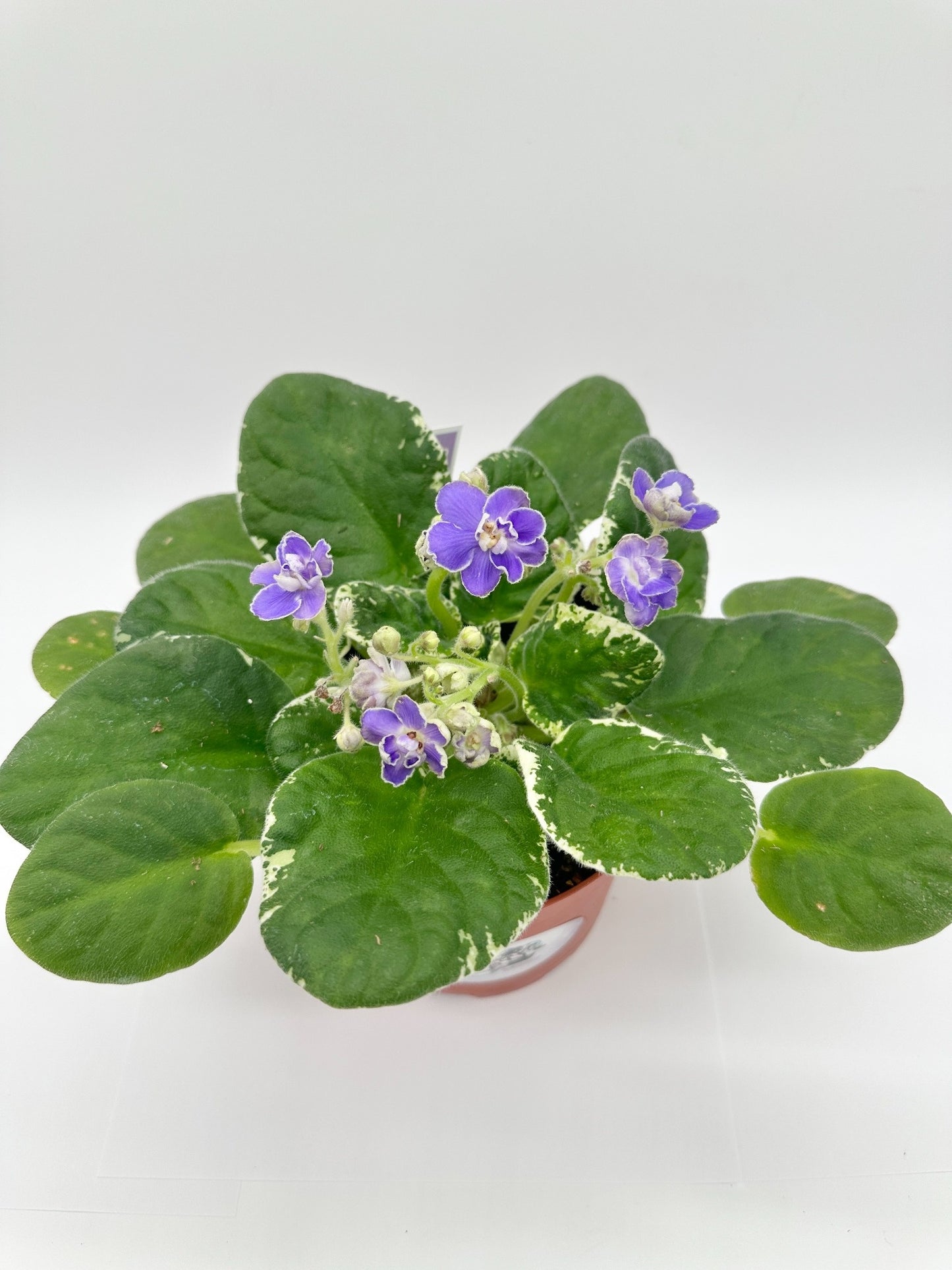 Cajun's Christy - Live African Violet 6"