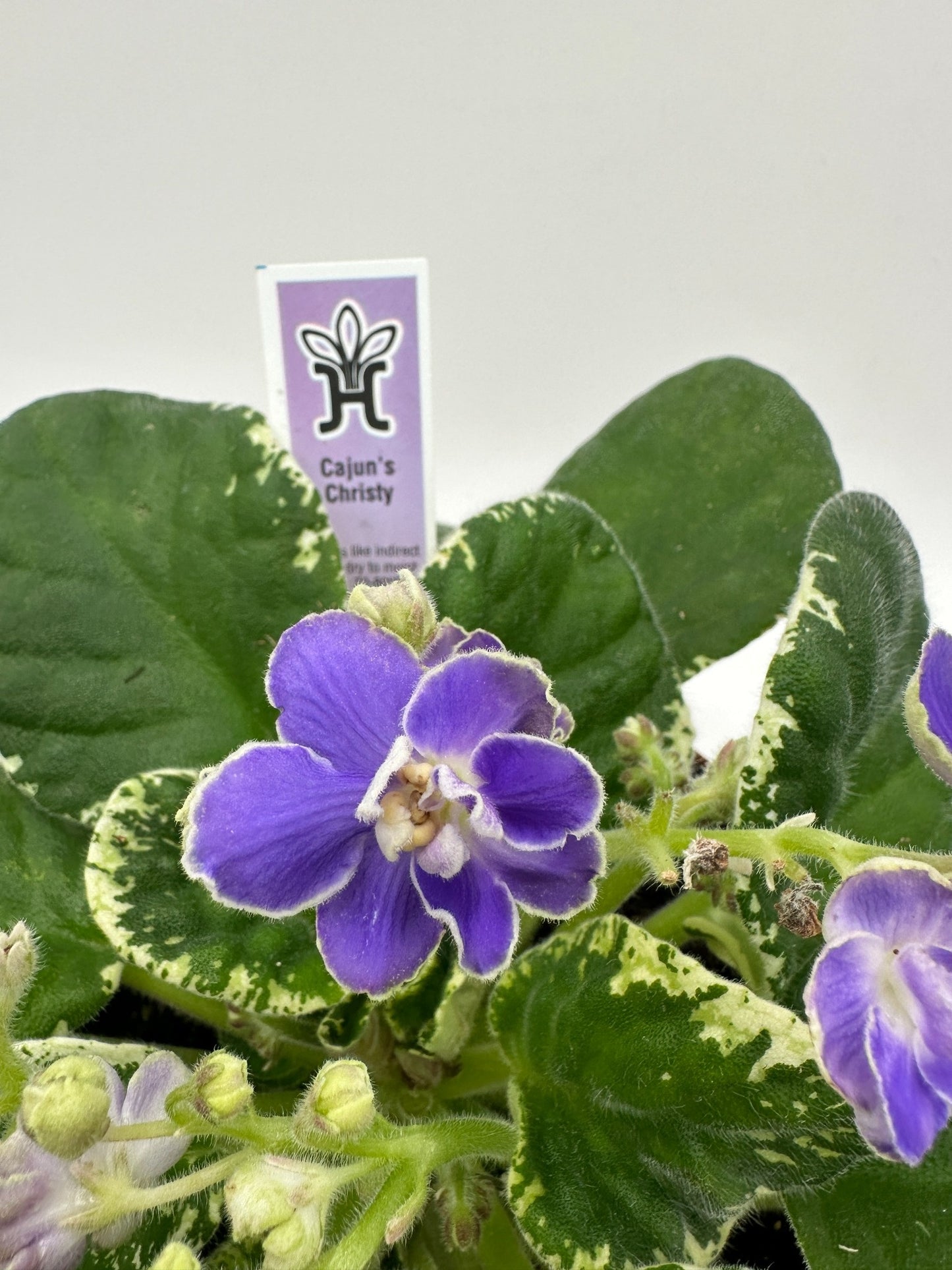 Cajun's Christy - Live African Violet 6"