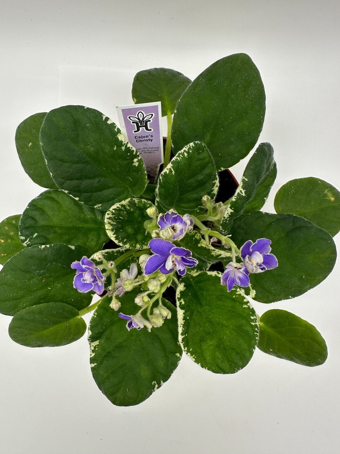 Cajun's Christy - Live African Violet 6"