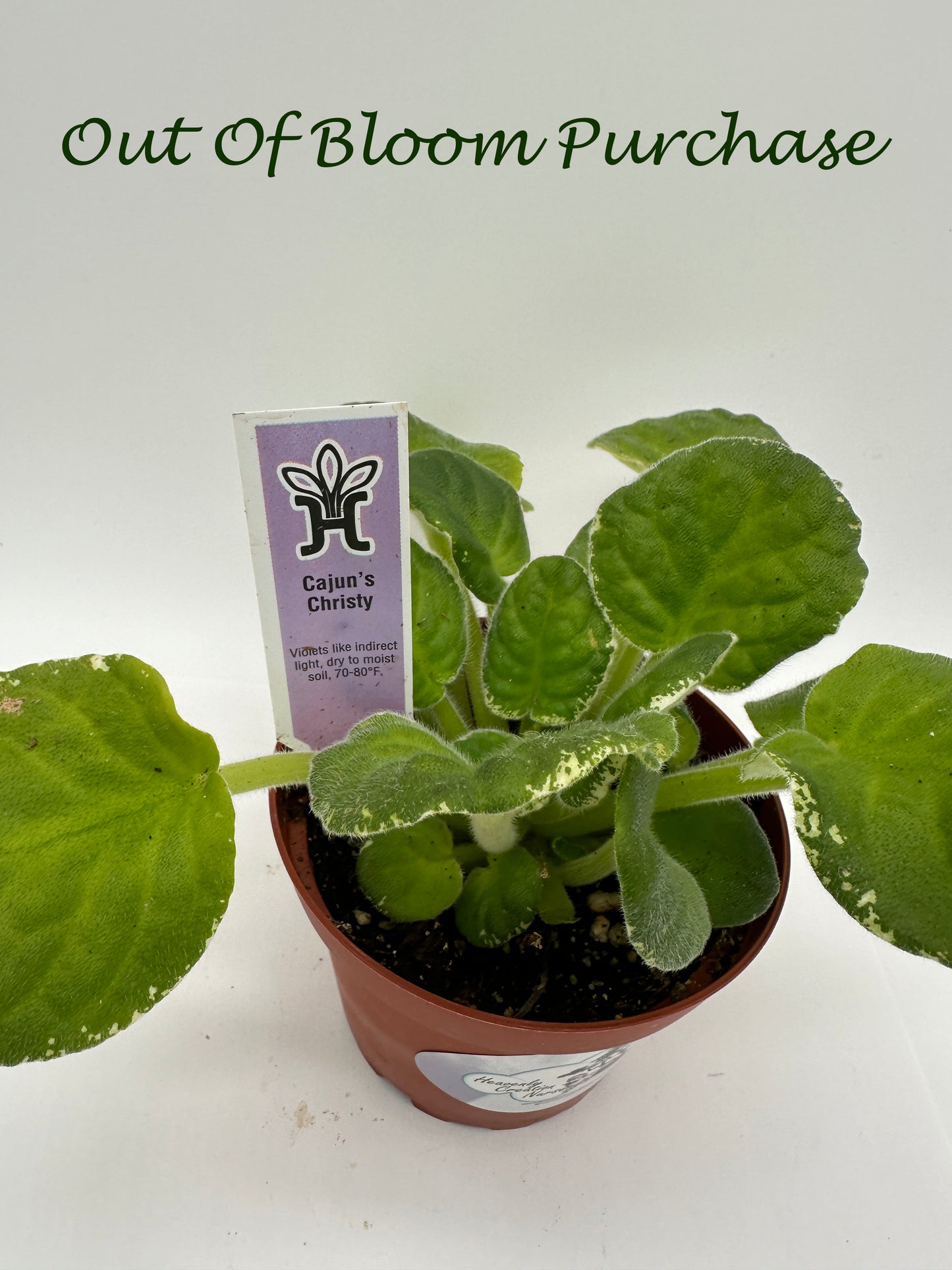 Cajun's Christy - Live African Violet 4"