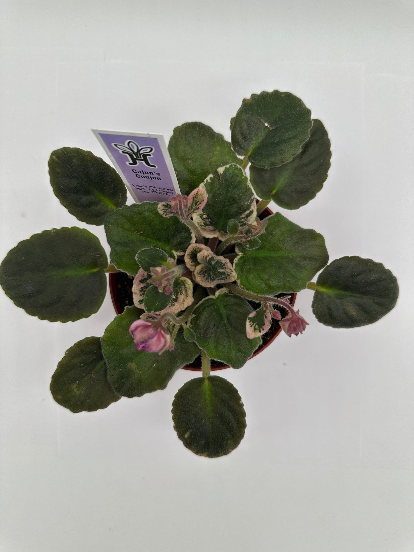 Cajun's Coujon - Live African Violet 4"