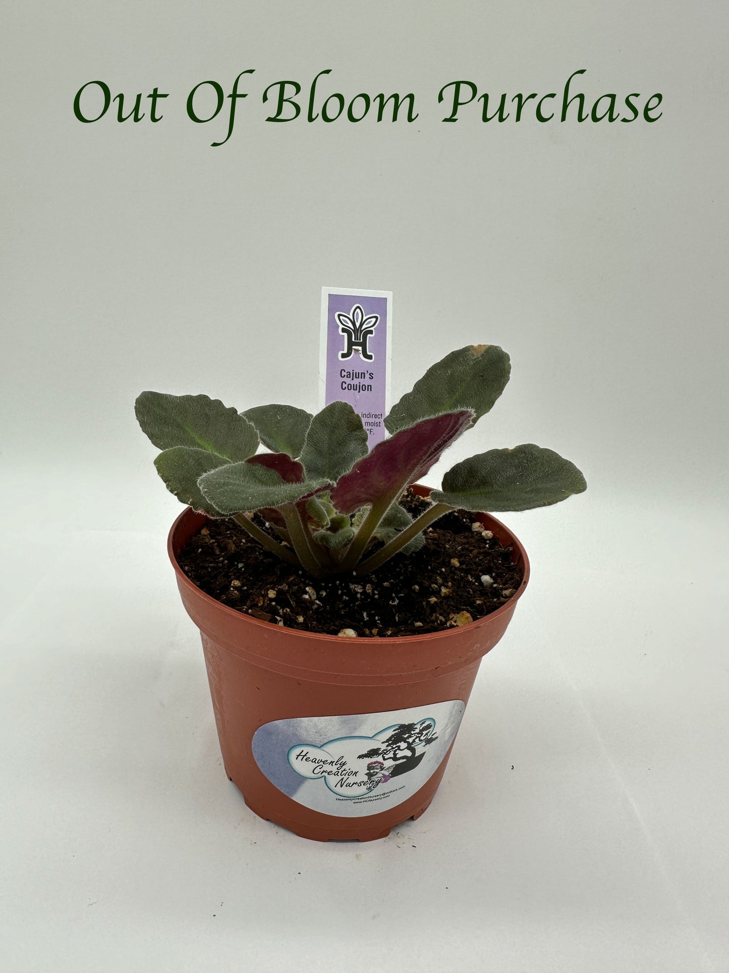 Cajun's Coujon - Live African Violet 4"