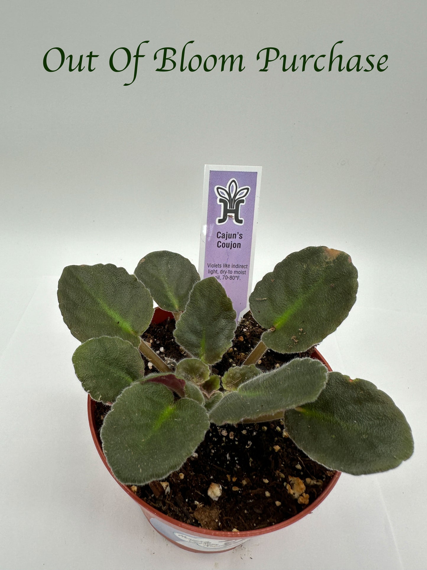 Cajun's Coujon - Live African Violet 4"
