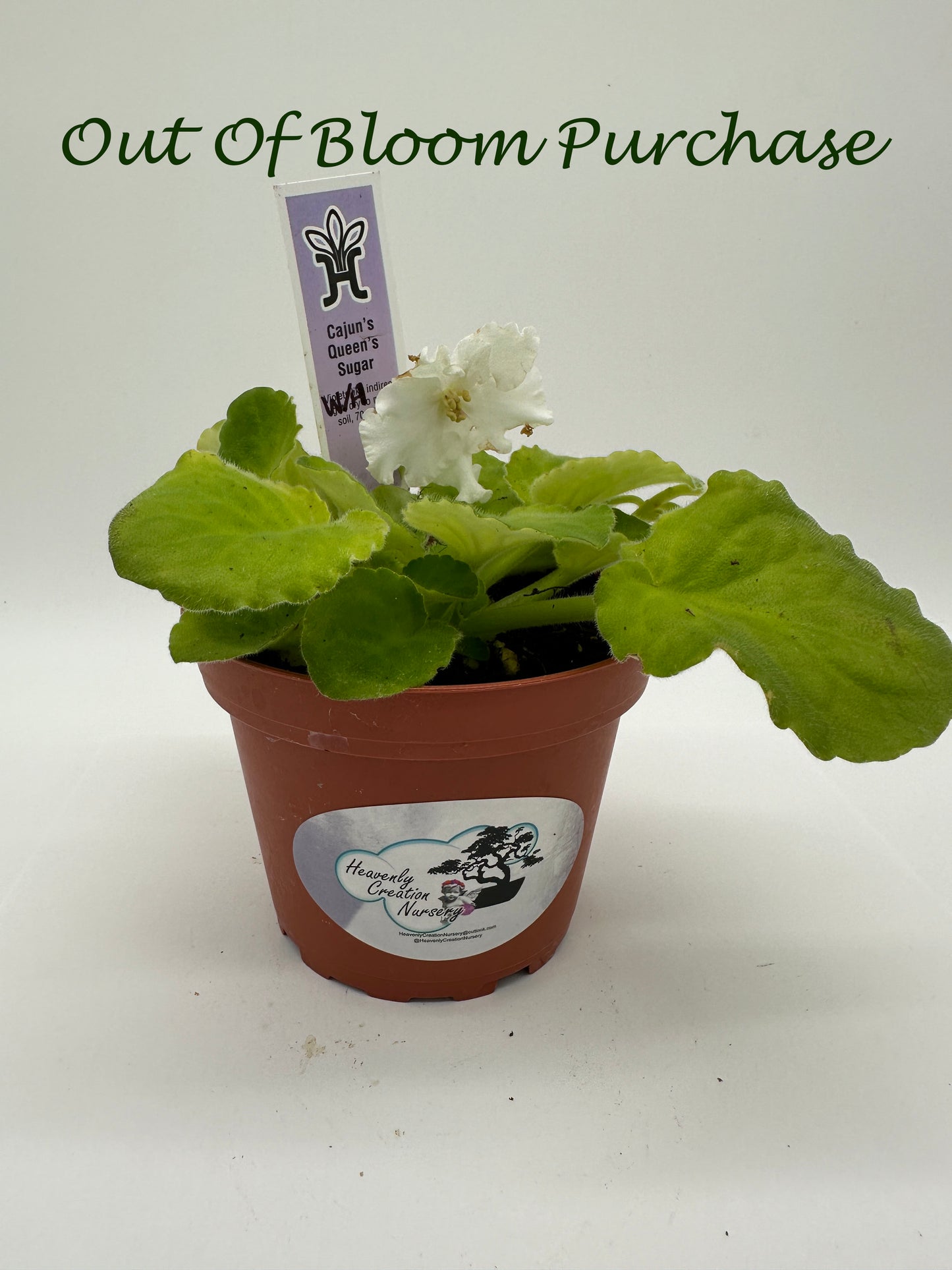 Cajun's Queen's Sugar White Hybrid - Live African Violet 4"