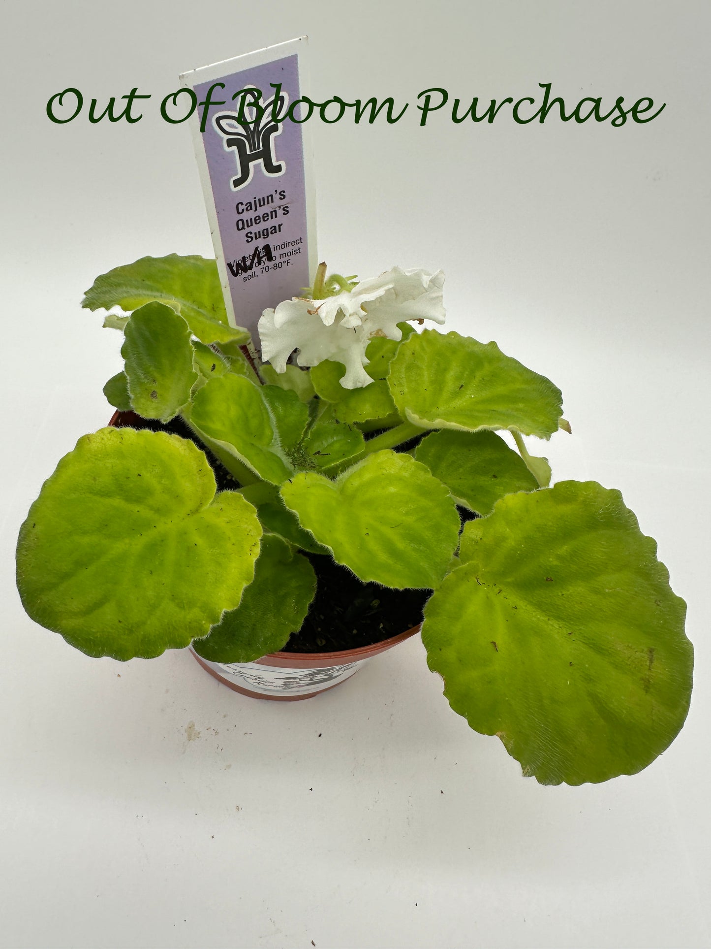Cajun's Queen's Sugar White Hybrid - Live African Violet 4"
