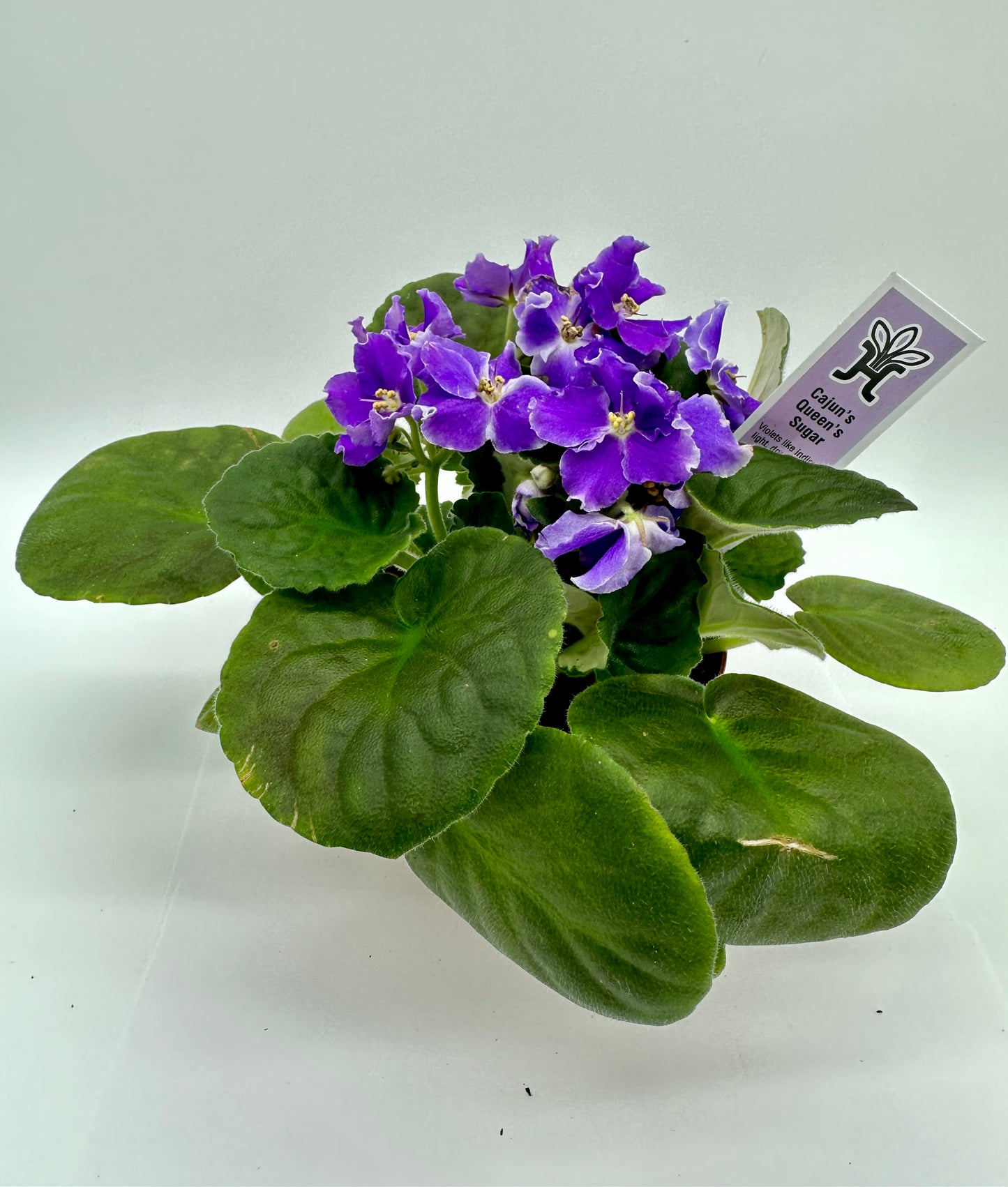 Cajun's Queen's Sugar - Live African Violet 4"