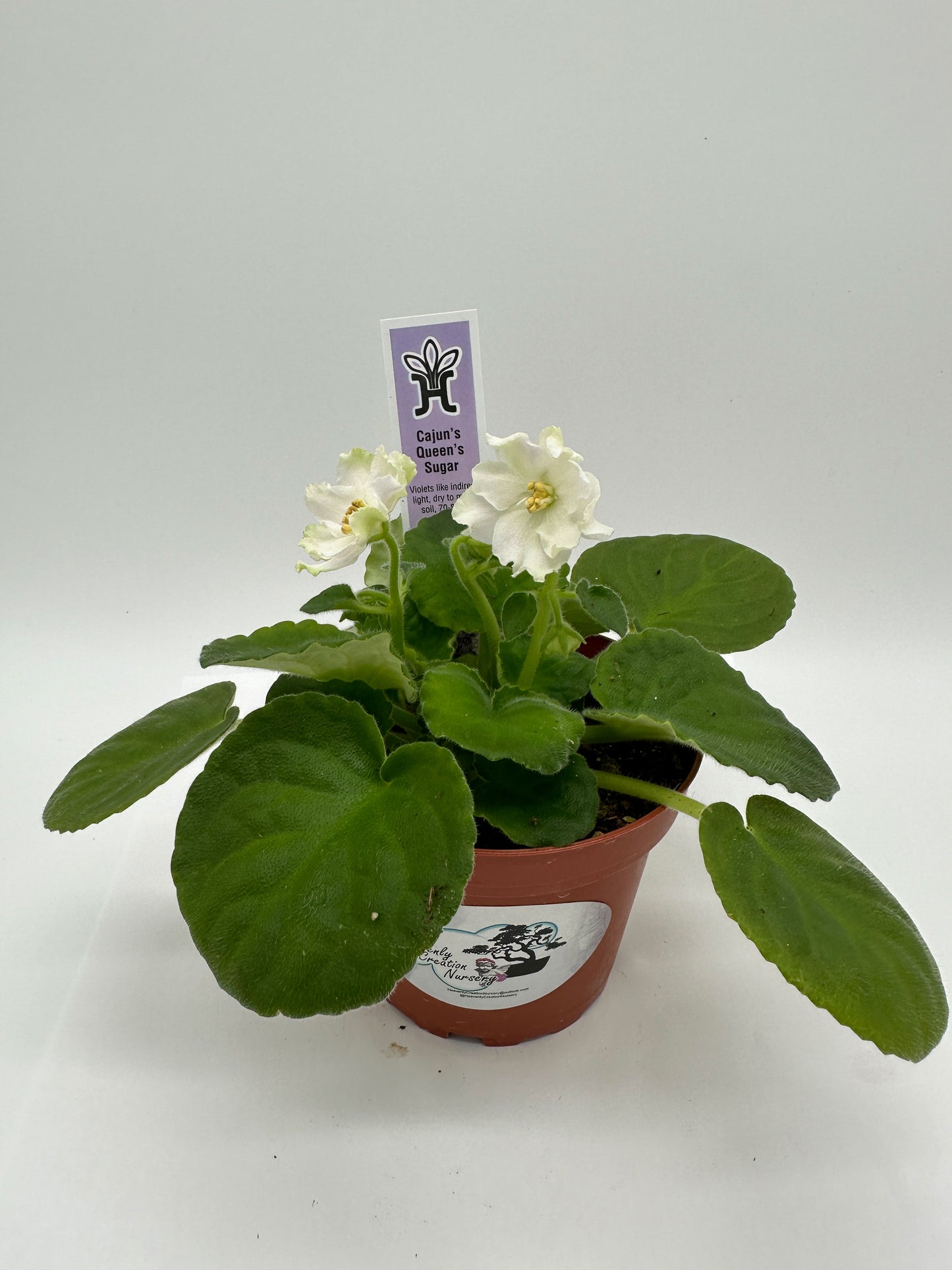 Cajun's Queen's Sugar White Hybrid - Live African Violet 4"