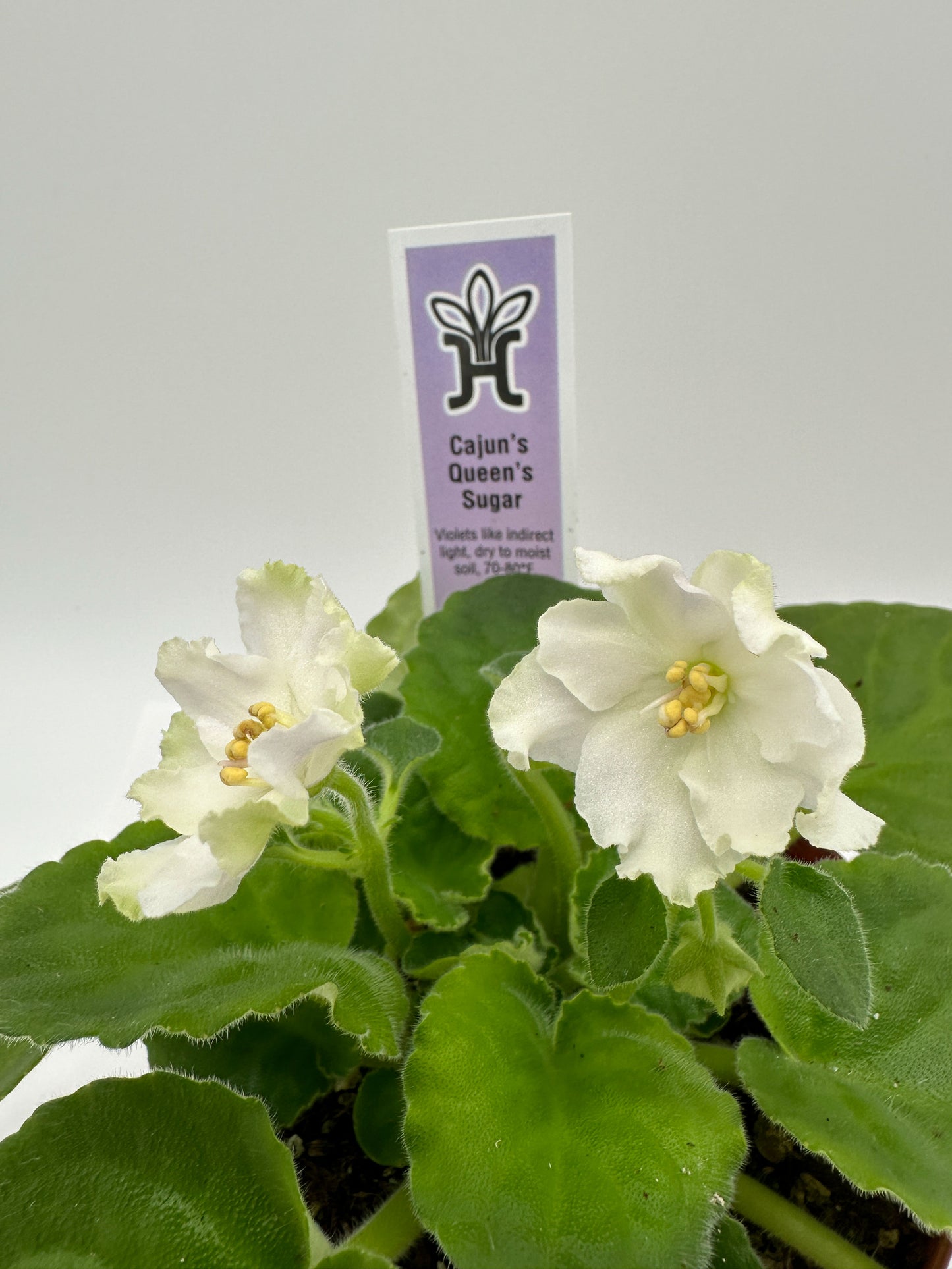 Cajun's Queen's Sugar White Hybrid - Live African Violet 4"