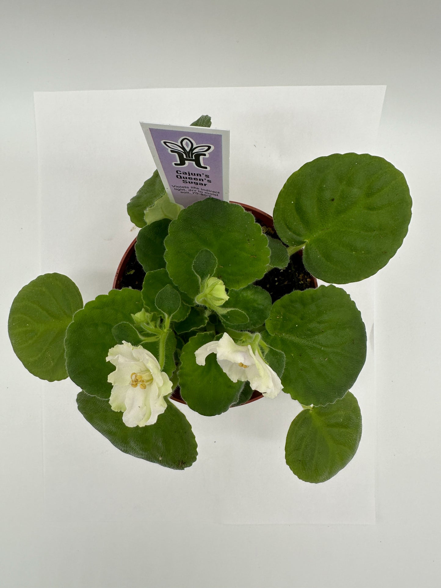 Cajun's Queen's Sugar White Hybrid - Live African Violet 4"