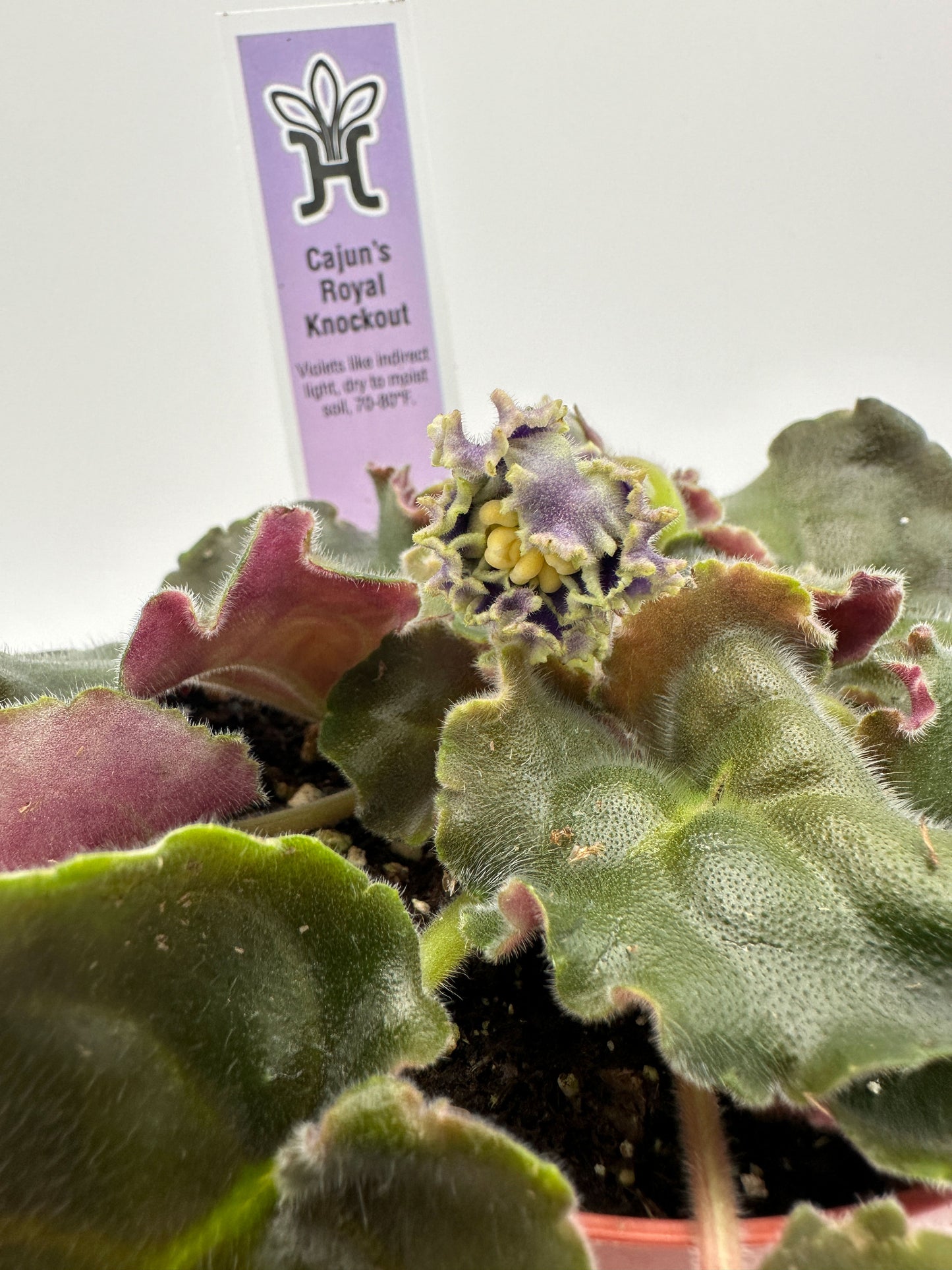Cajun's Royal Knockout - Live African Violet 4"