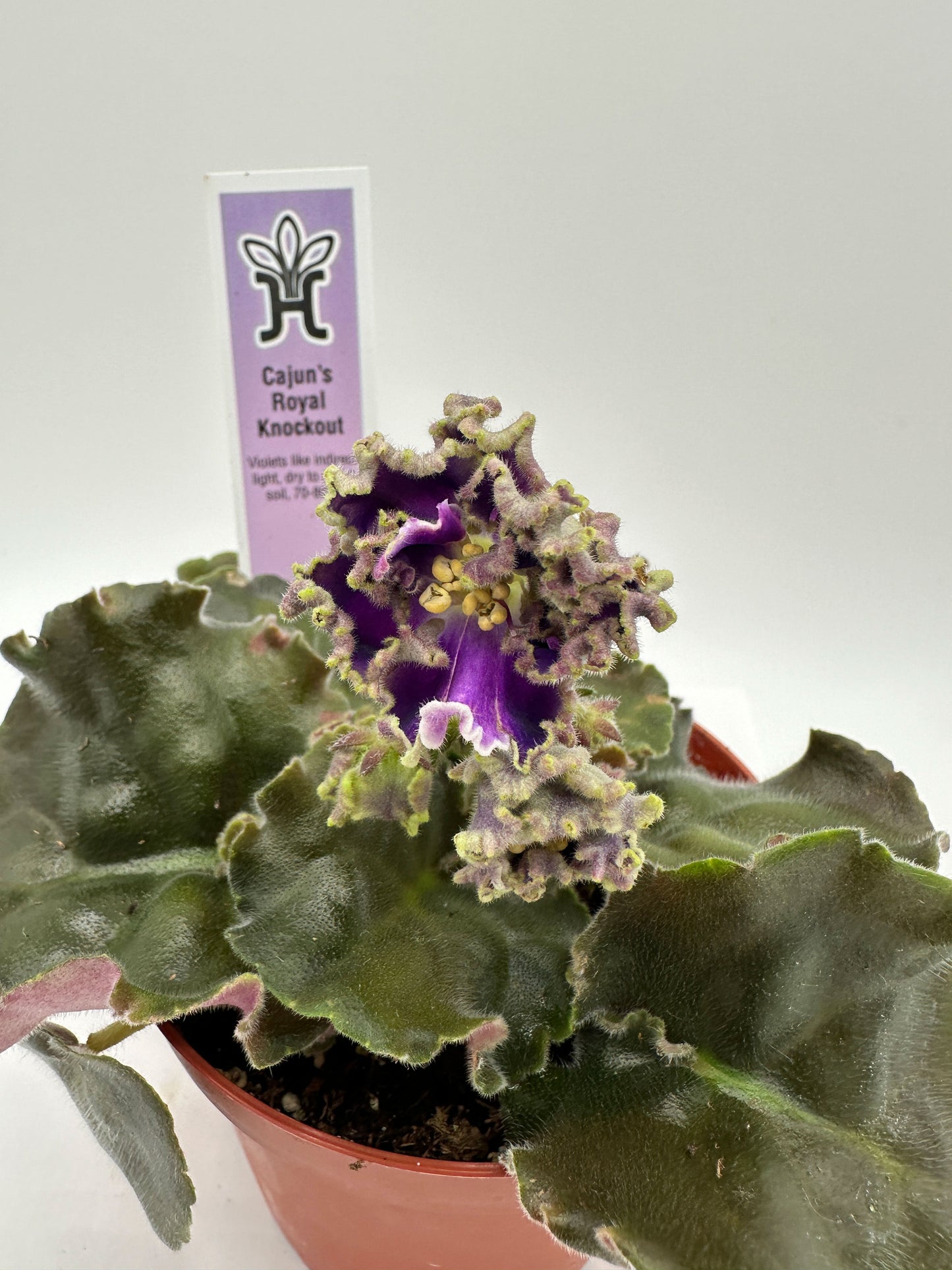 Cajun's Royal Knockout - Live African Violet 4"