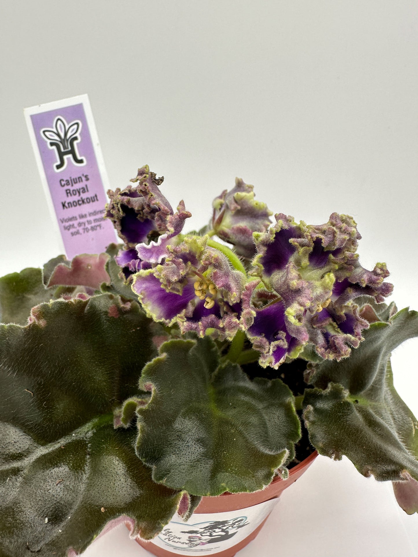 Cajun's Royal Knockout - Live African Violet 4"
