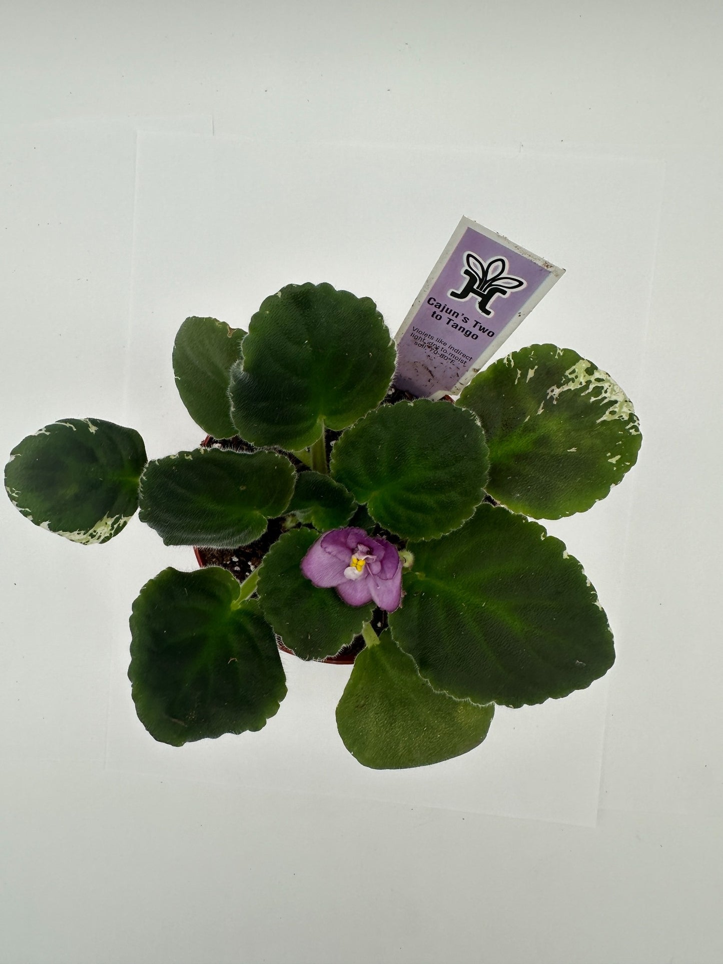 Cajun's Two To Tango - Live African Violet 4"