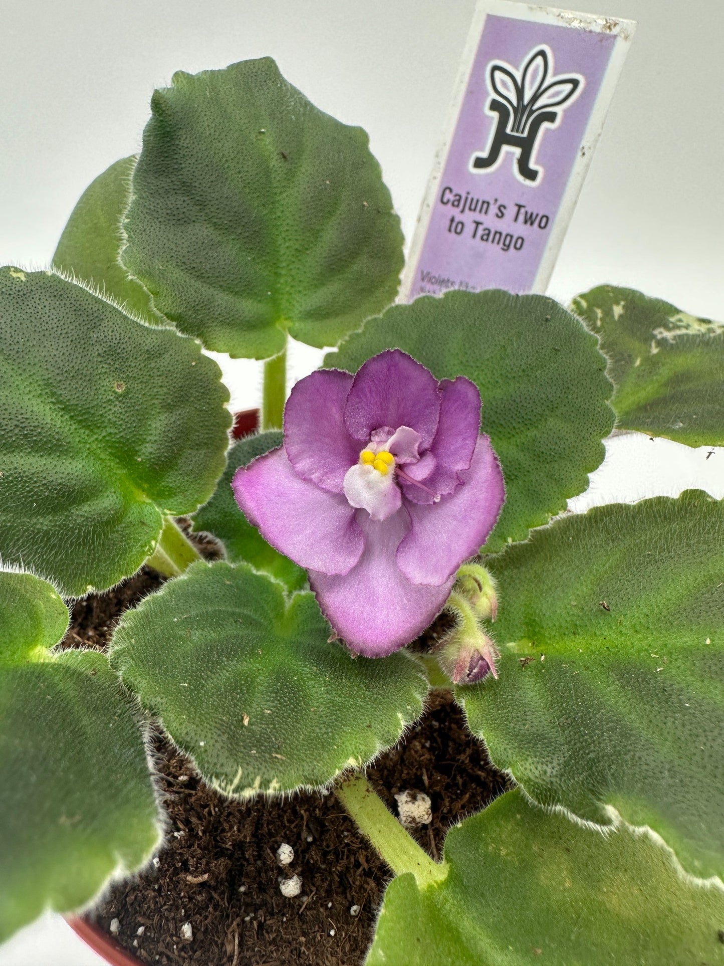 Cajun's Two To Tango - Live African Violet 4"