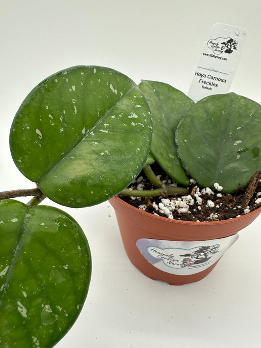 Carnosa Freckles (splash) - Live Hoya 4"