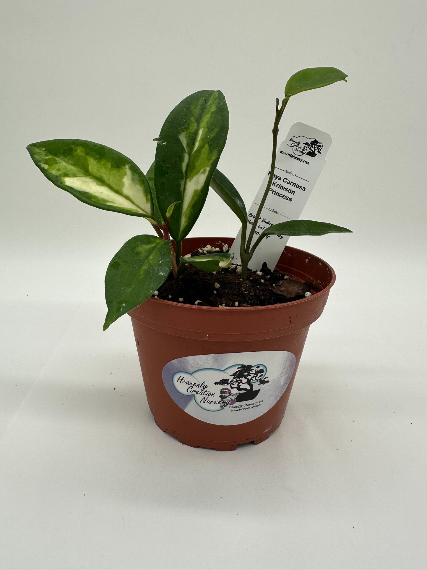 Carnosa Krimson Princess - Live Hoya 4"