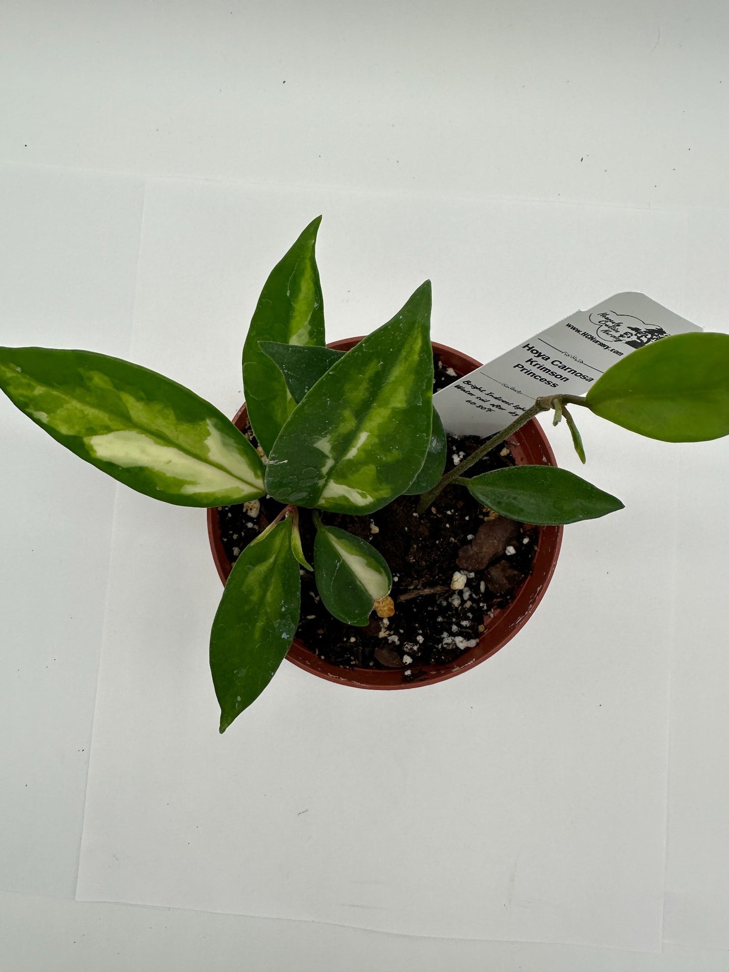 Carnosa Krimson Princess - Live Hoya 4"