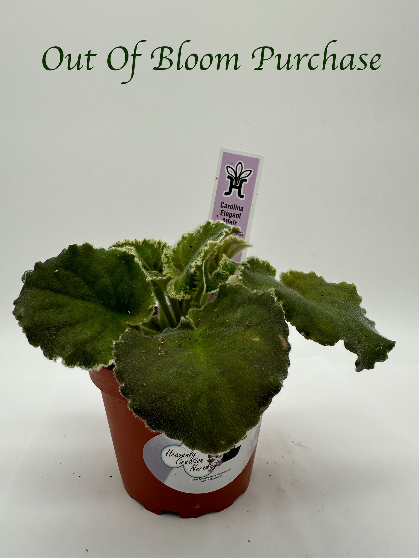 Carolina Elegant Affair - Live African Violet 4"