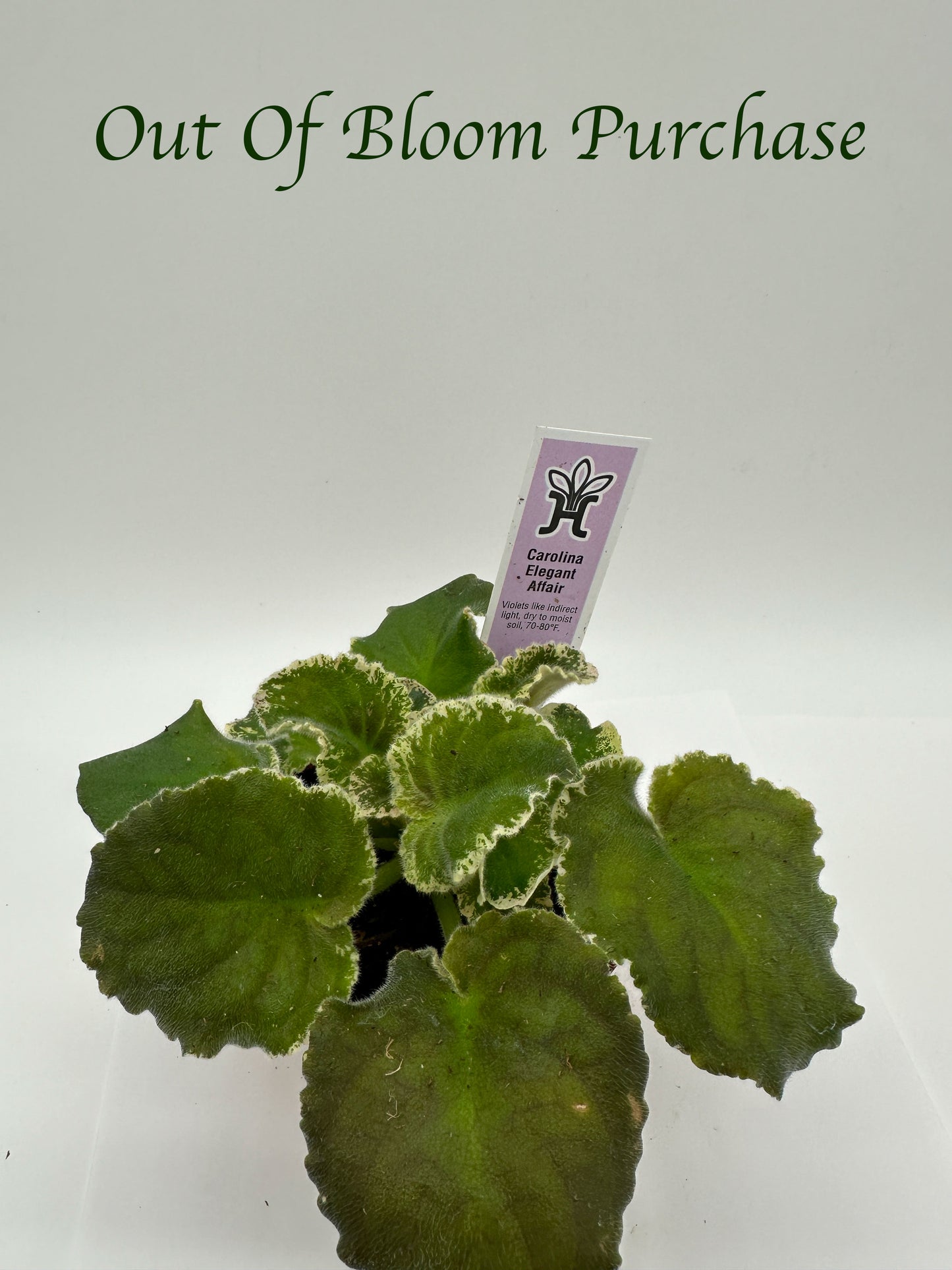 Carolina Elegant Affair - Live African Violet 4"