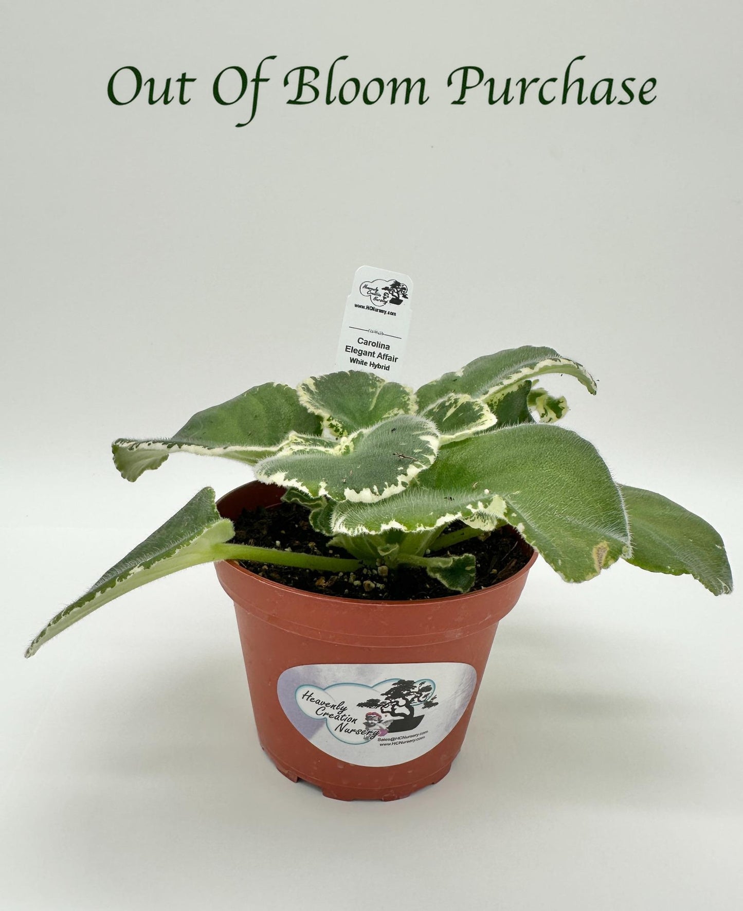 Carolina Elegant Affair - White Hybrid - Live African Violet 4"