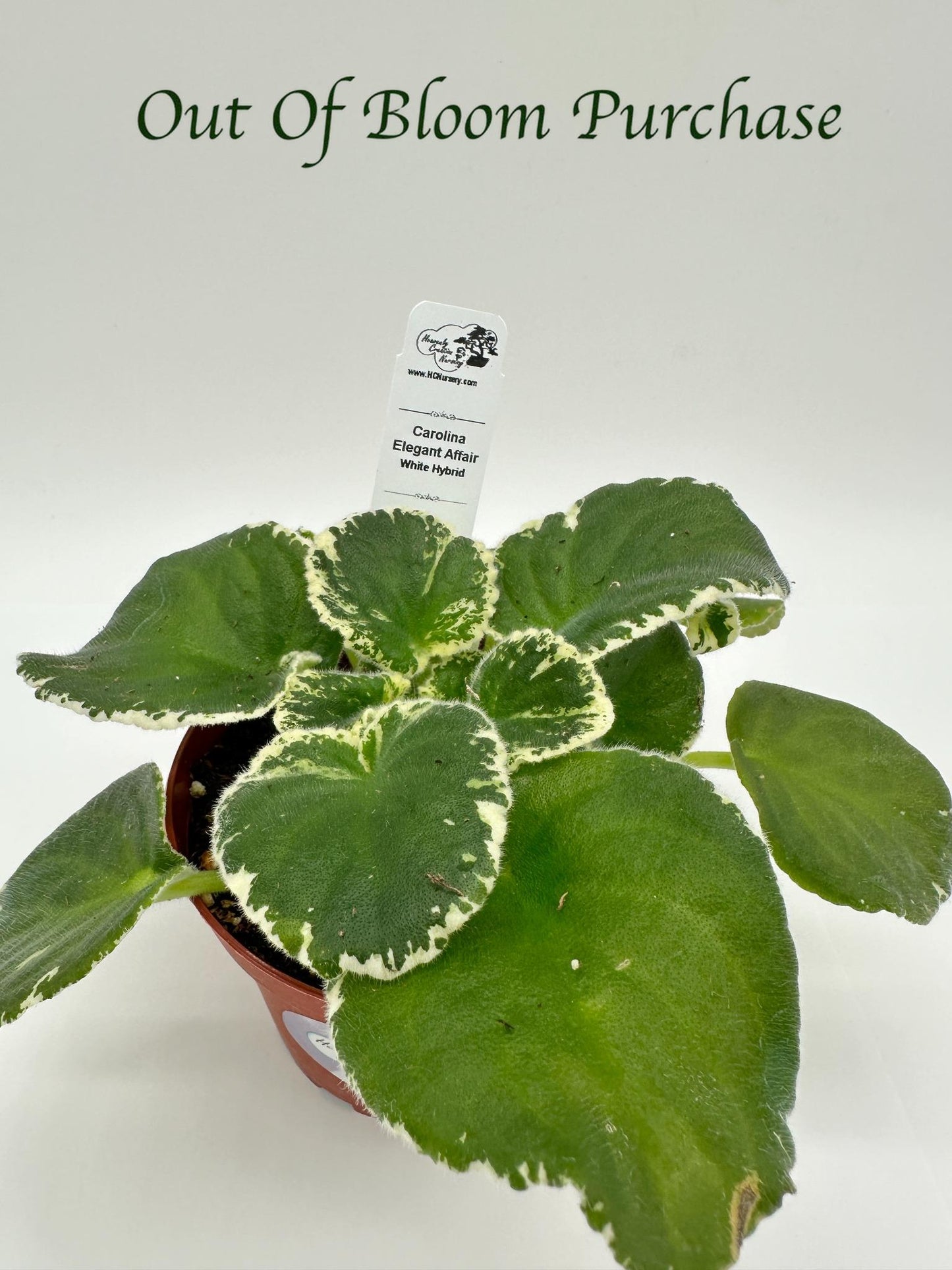 Carolina Elegant Affair - White Hybrid - Live African Violet 4"