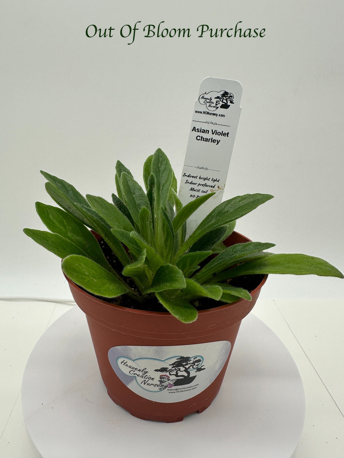 Charley Asian Violet (Primulina) - Live Plant 4"