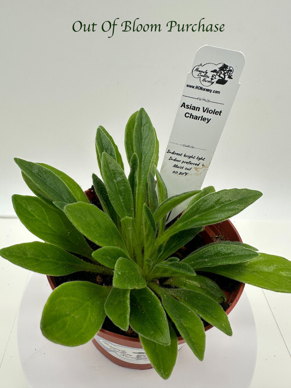 Charley Asian Violet (Primulina) - Live Plant 4"