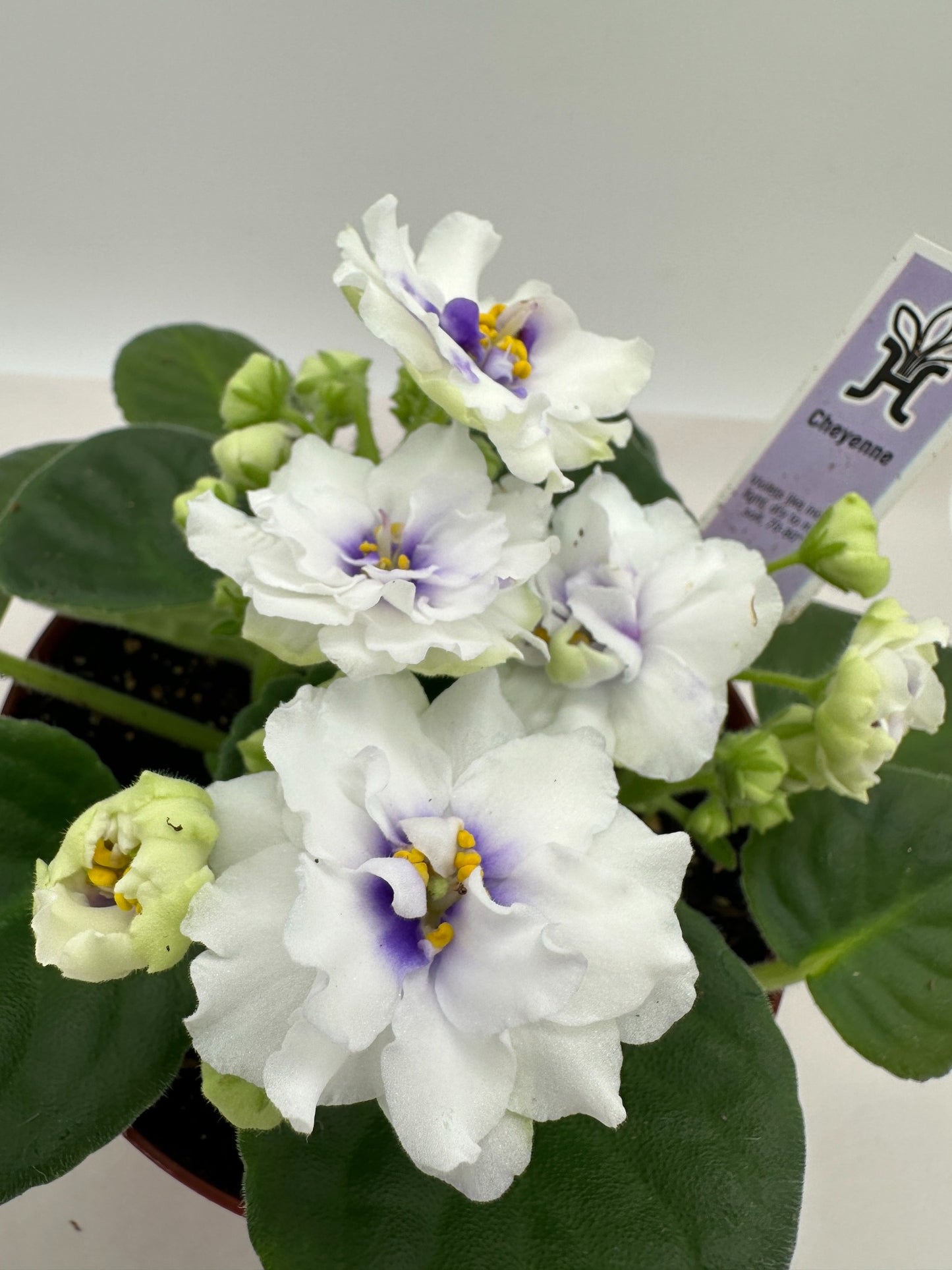 Cheyenne White - Live African Violet 6"