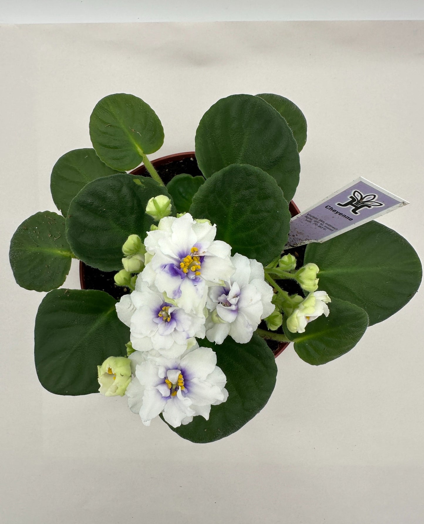 Cheyenne White - Live African Violet 6"