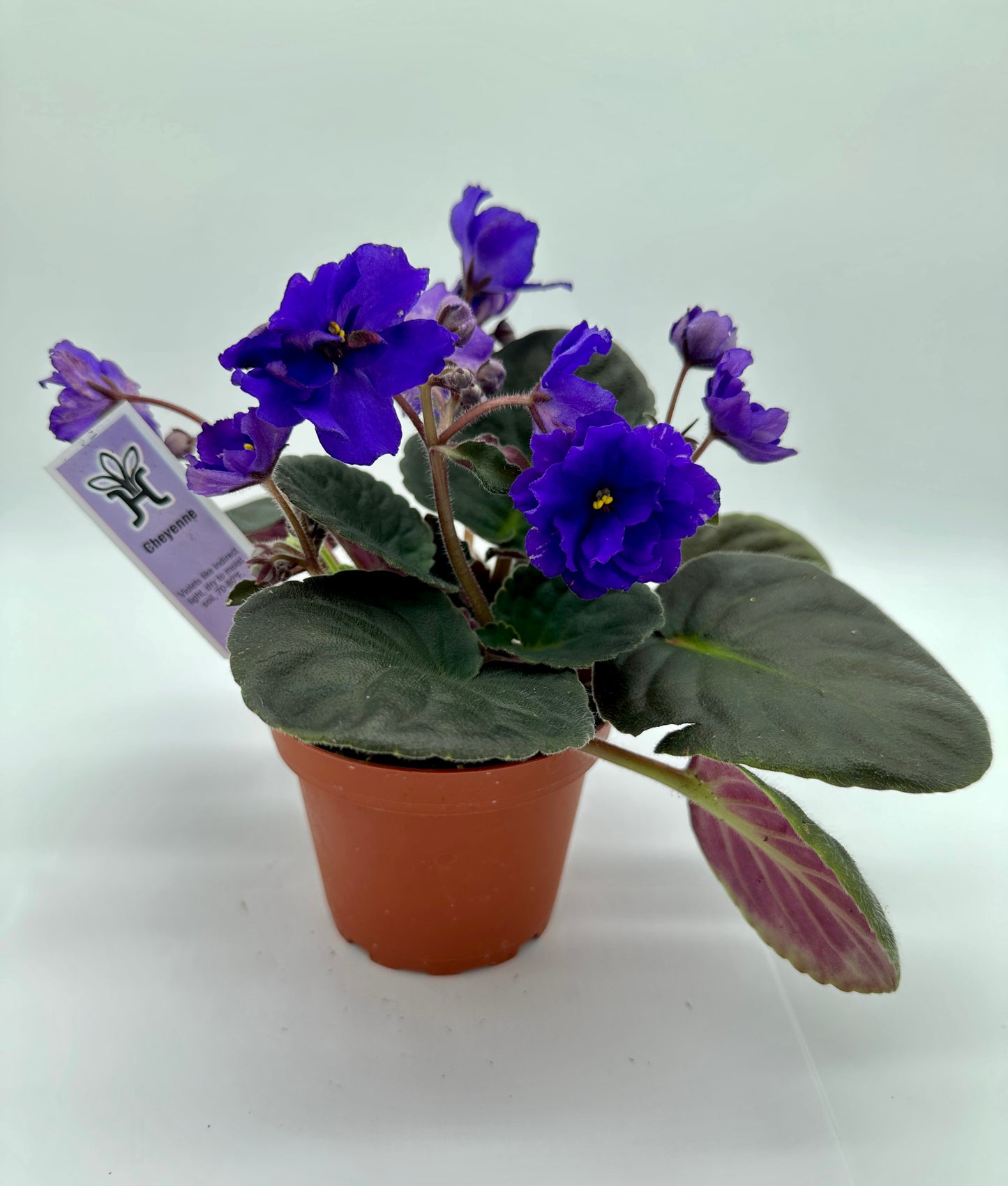 Cheyenne Purple - Live African Violet 4"