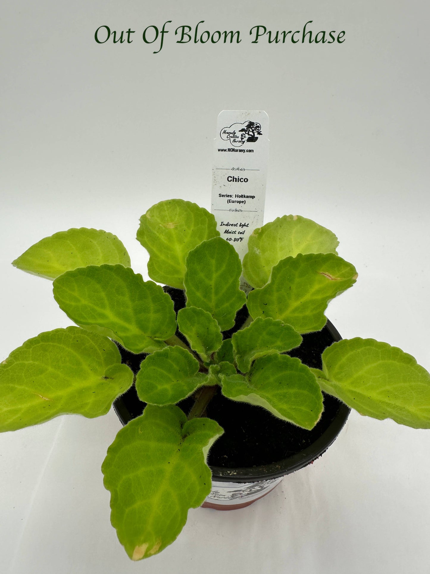 Chico - Live African Violet 4" - Series: Holtkamp (Europe)