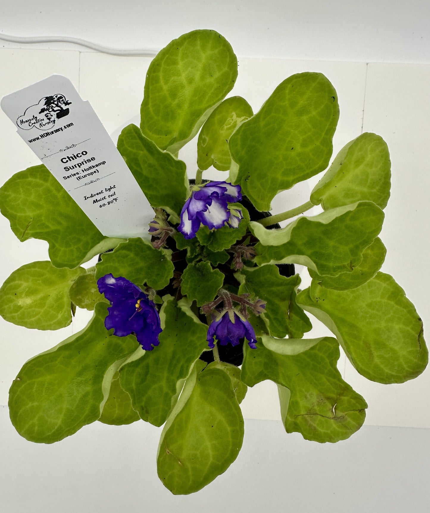 Chico - Surprise - Live African Violet 4" - Series: Holtkamp (Europe)