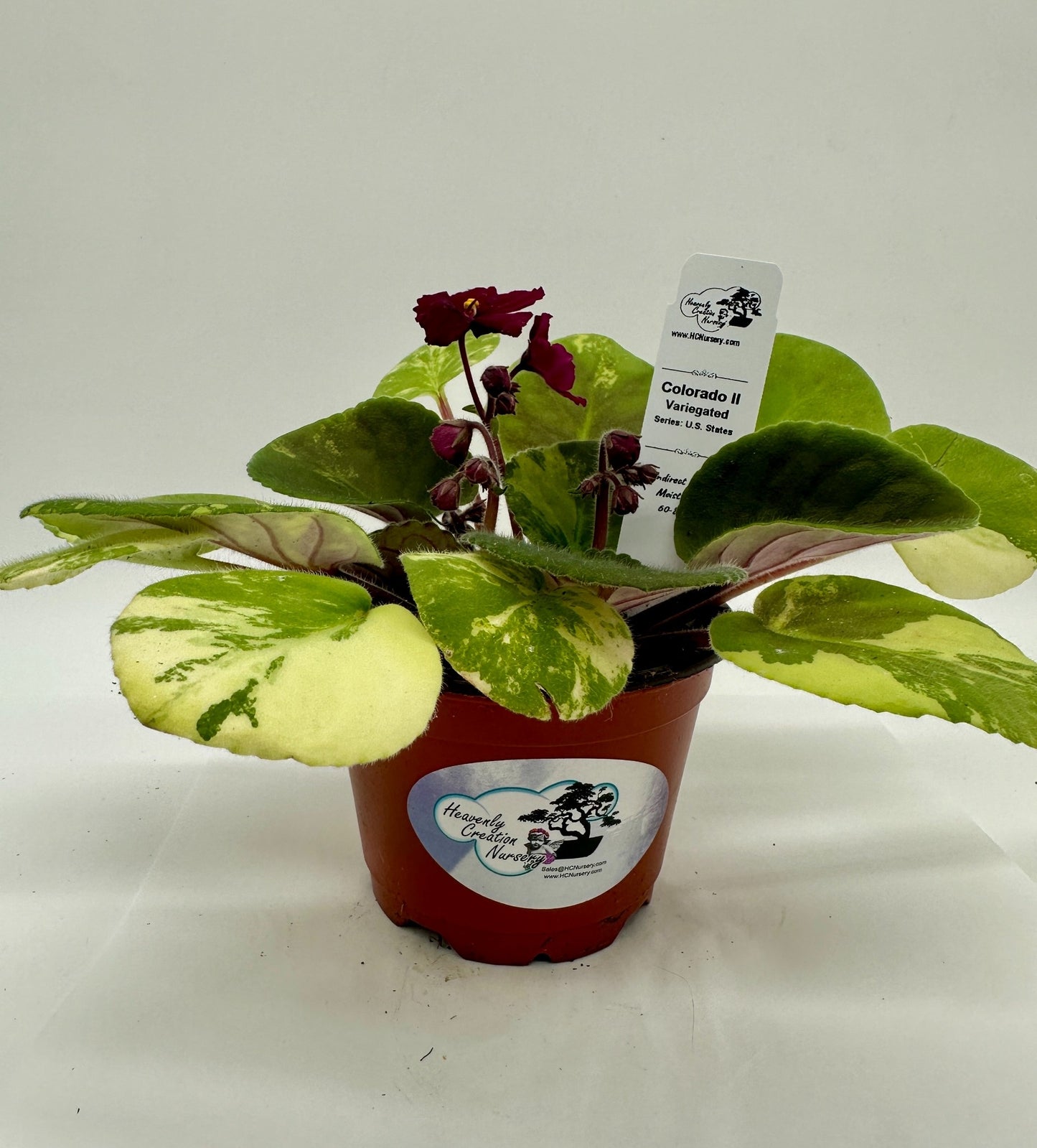 Colorado II - Variegated - Live African Violet 4" - Series: U.S. States