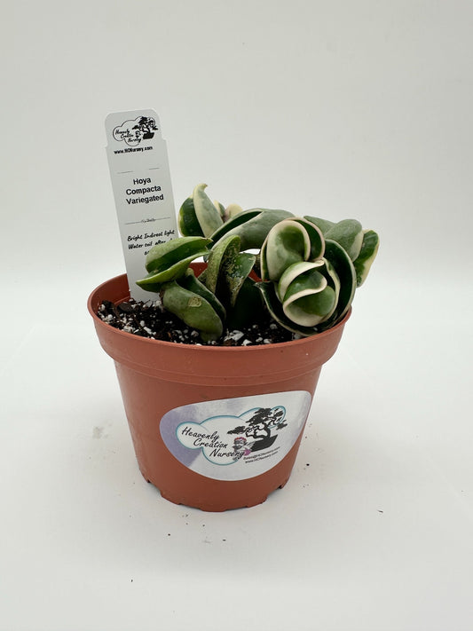Compacta Variegated (Hindu Rope) - Live Hoya 4"