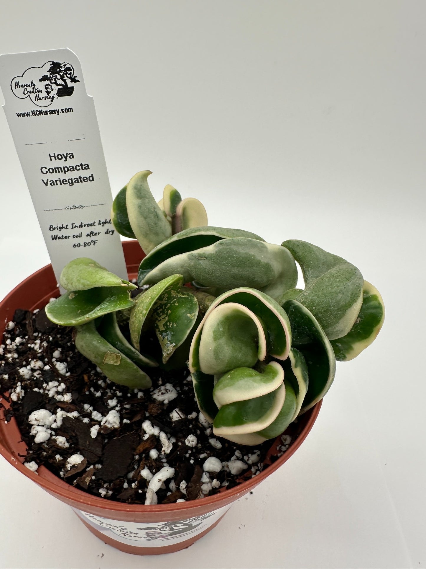 Compacta Variegated - Live Hoya 4"