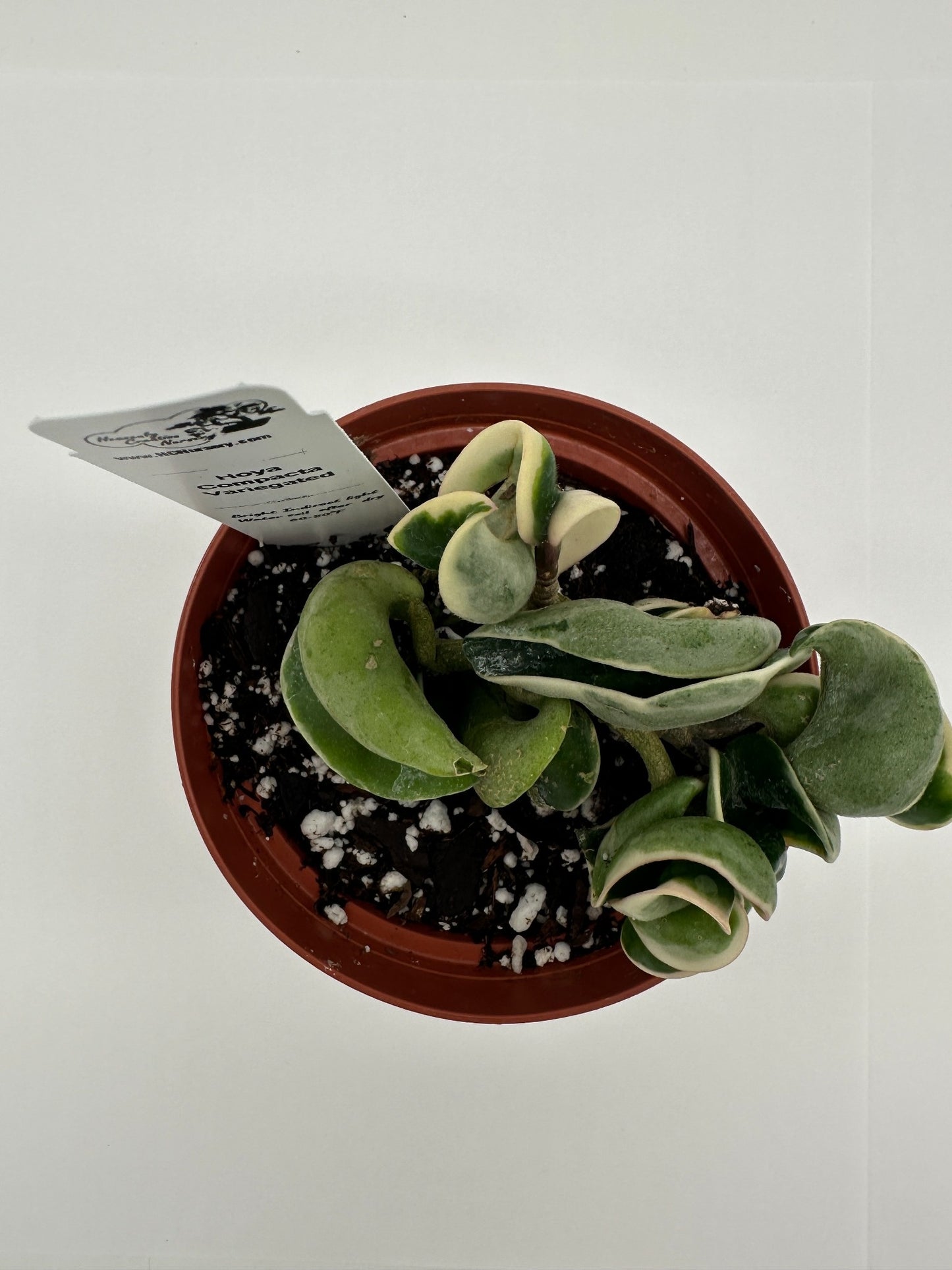 Compacta Variegated - Live Hoya 4"