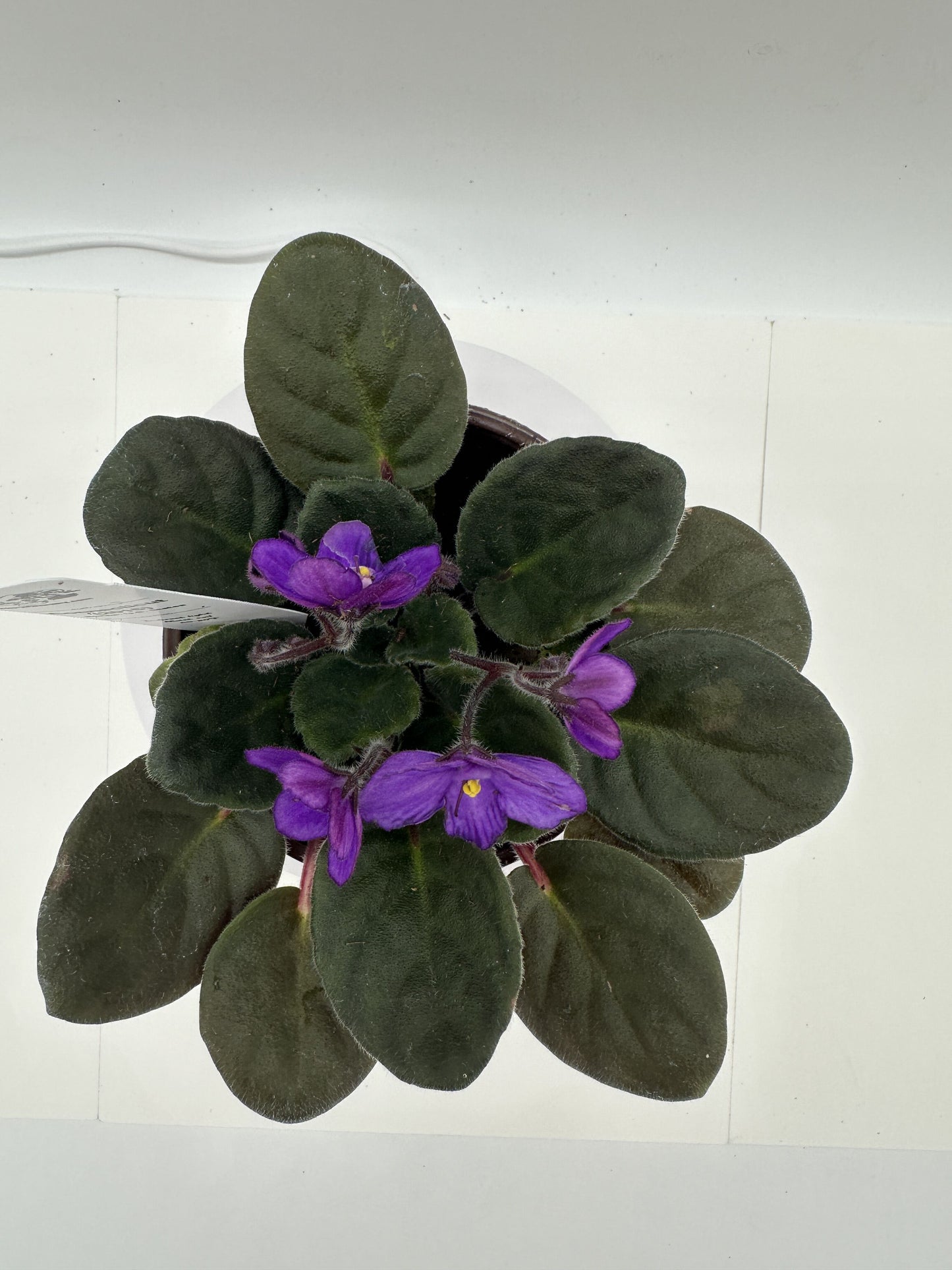 Connecticut (2015) - Live African Violet 4" - Series: U.S. States