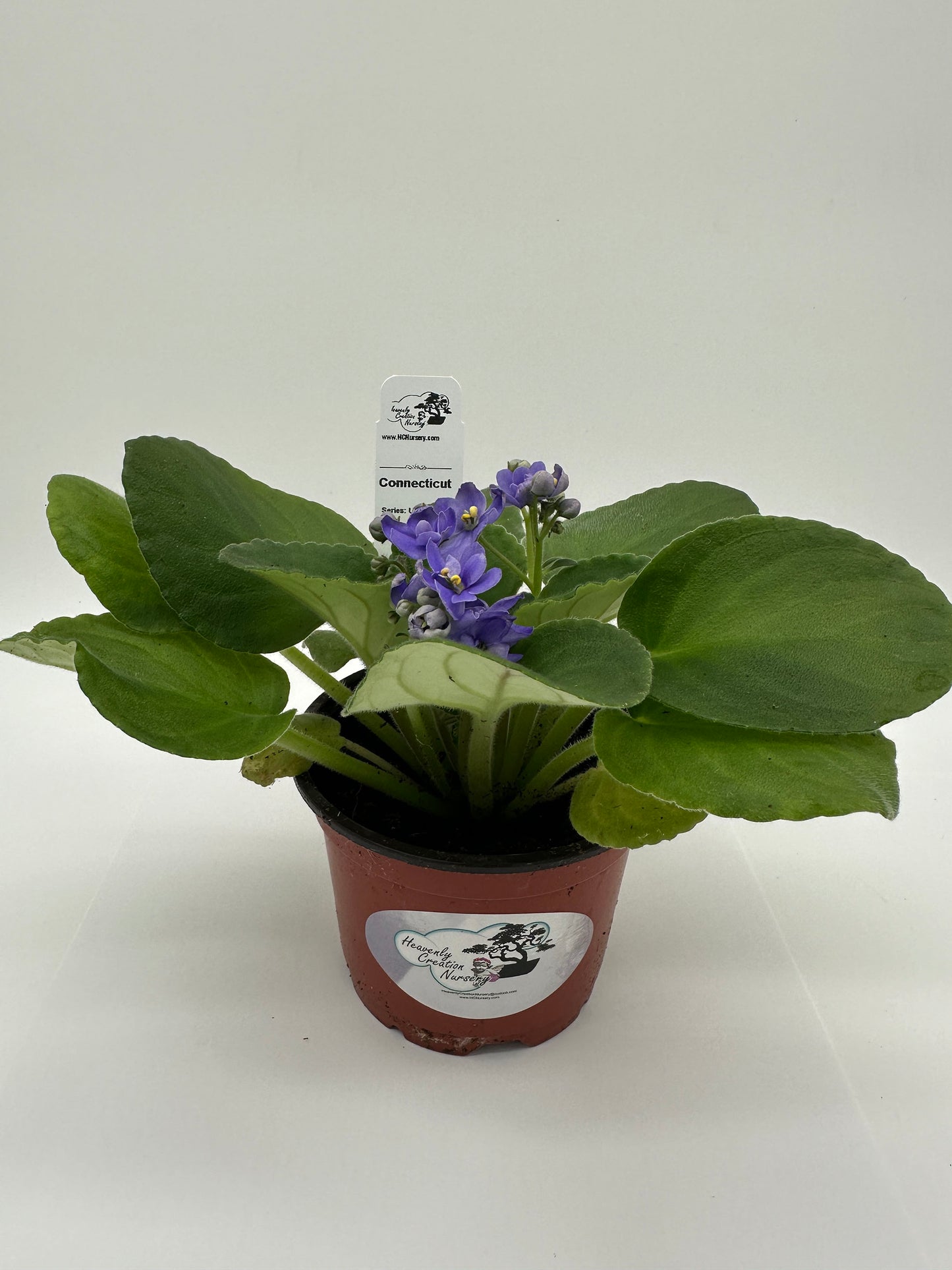 Connecticut - Live African Violet 4" - Series: U.S. States