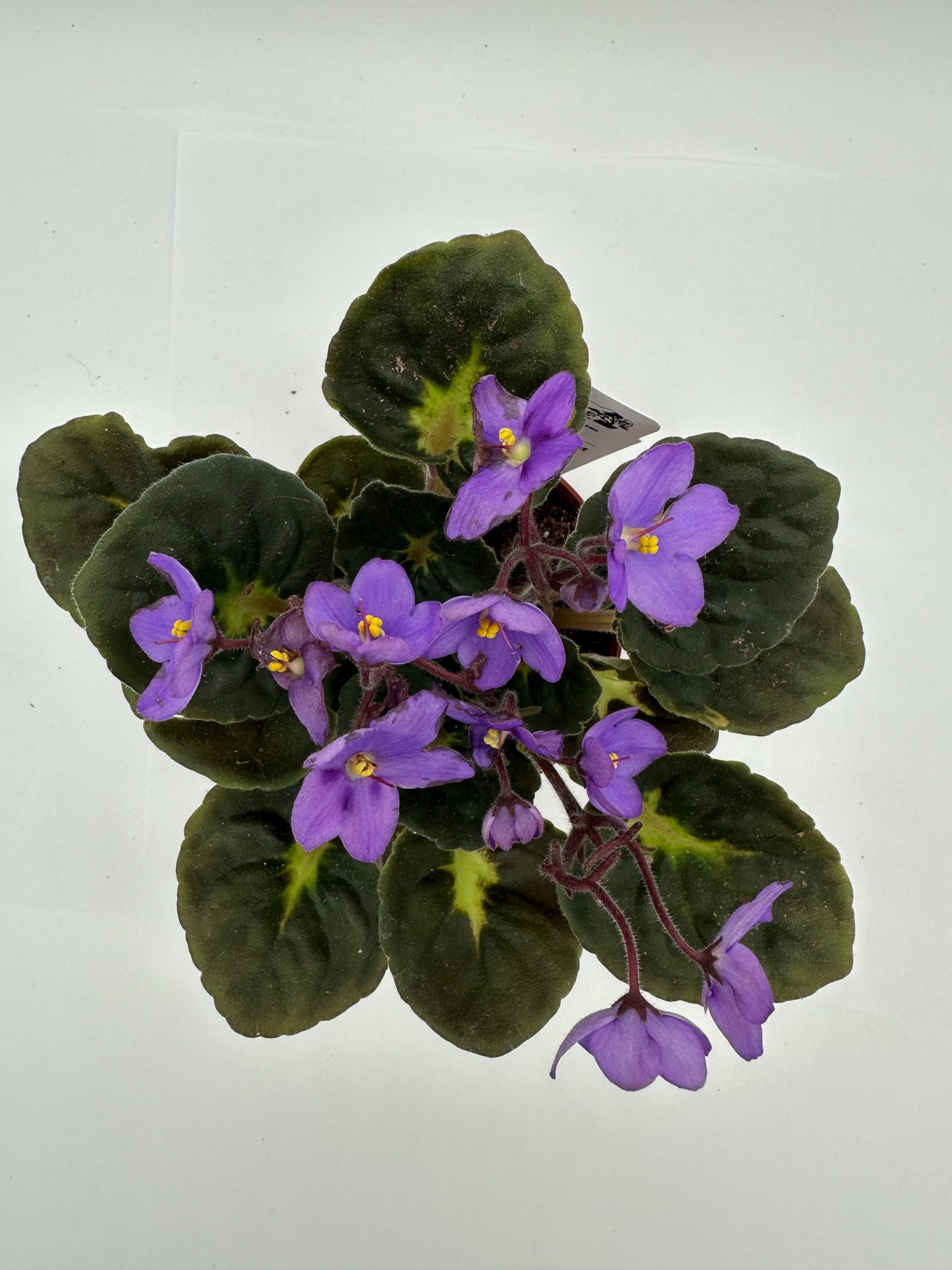Connecticut - Variegated (Rare) - Live African Violet 4" - Series: U.S. States