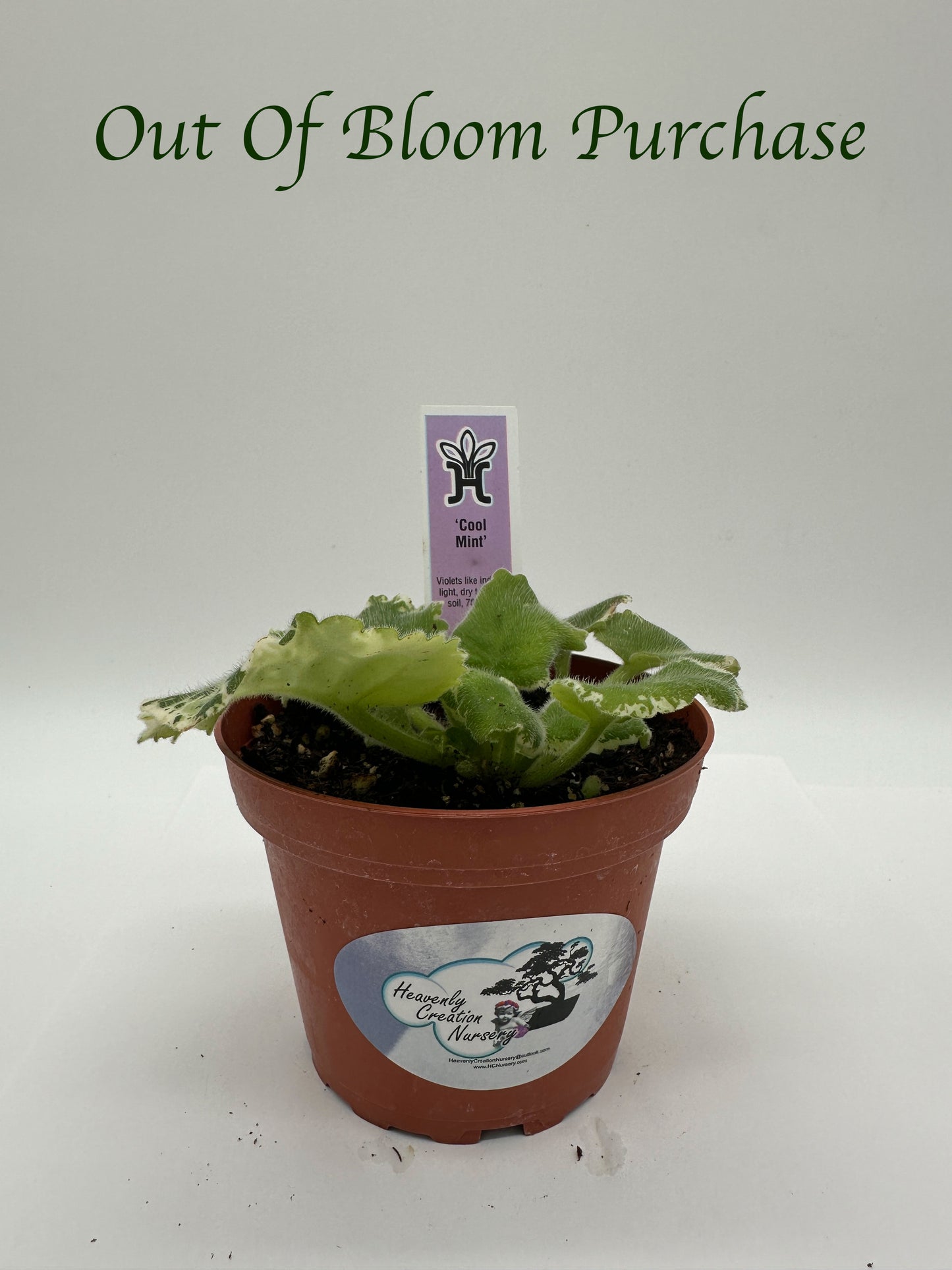 Cool Mint - Live African Violet 4"